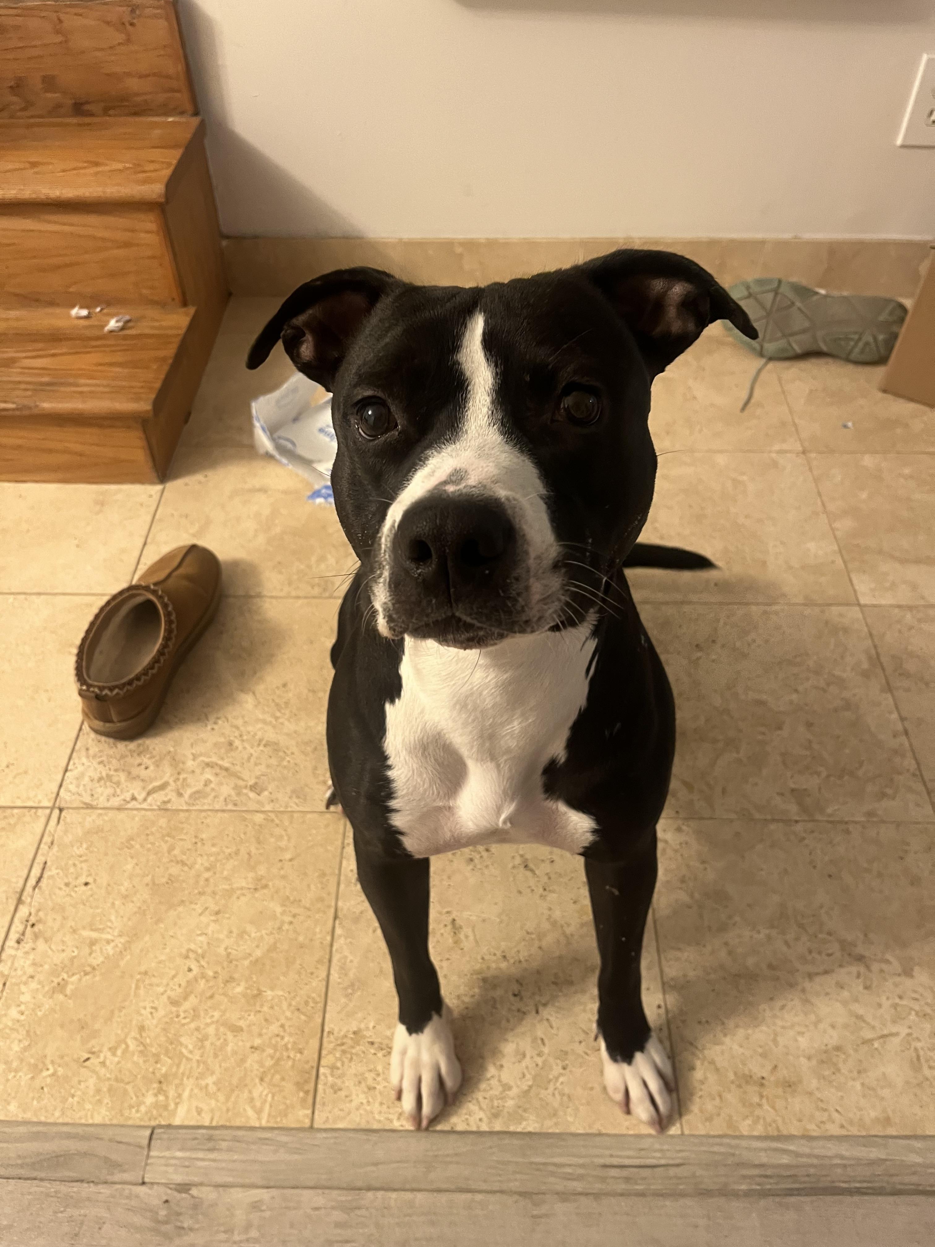 Enlarge Aviva, a Adoptable mixed breed in Chicago, IL image 4/6