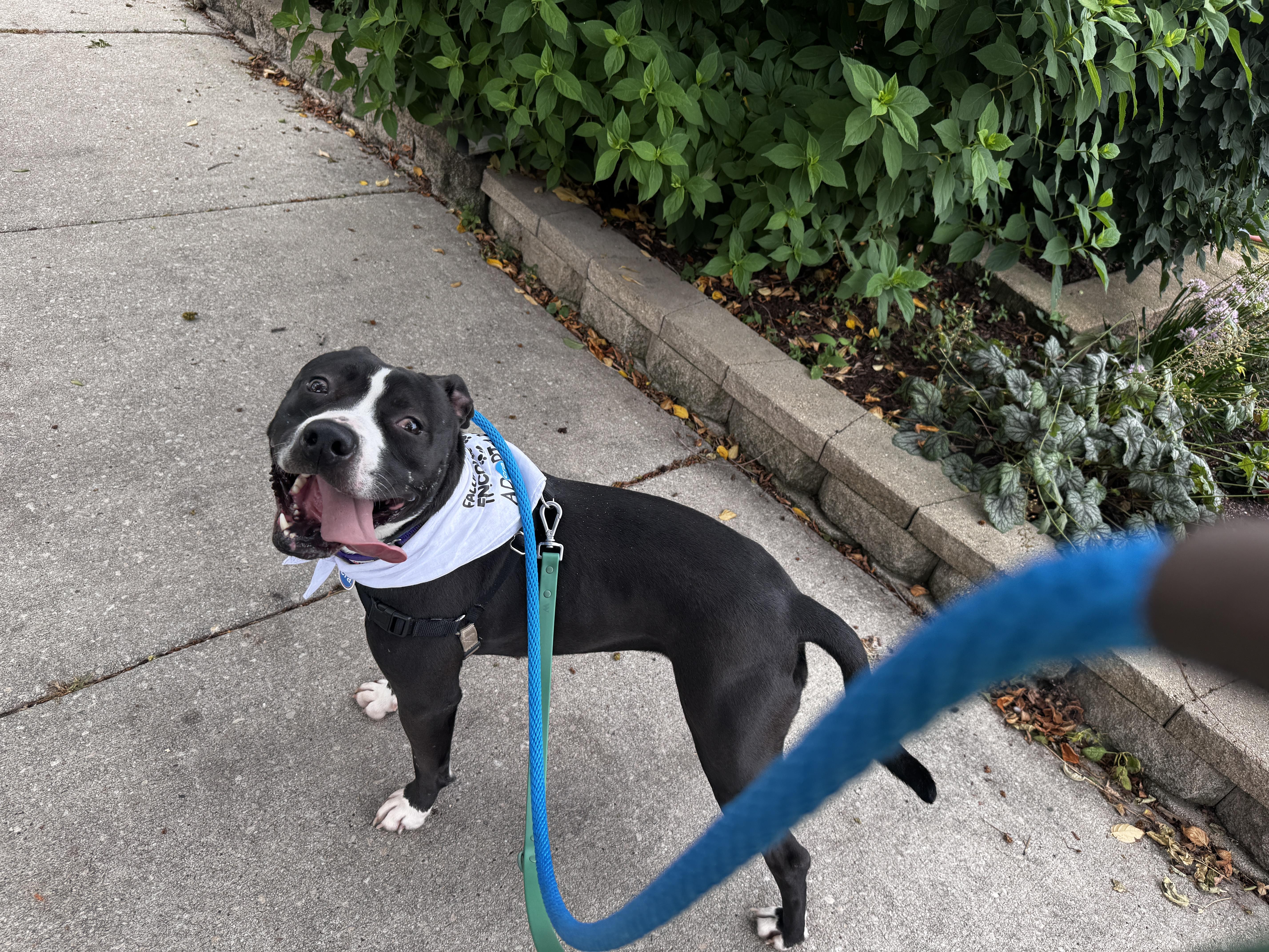 Enlarge Aviva, a Adoptable mixed breed in Chicago, IL image 5/6