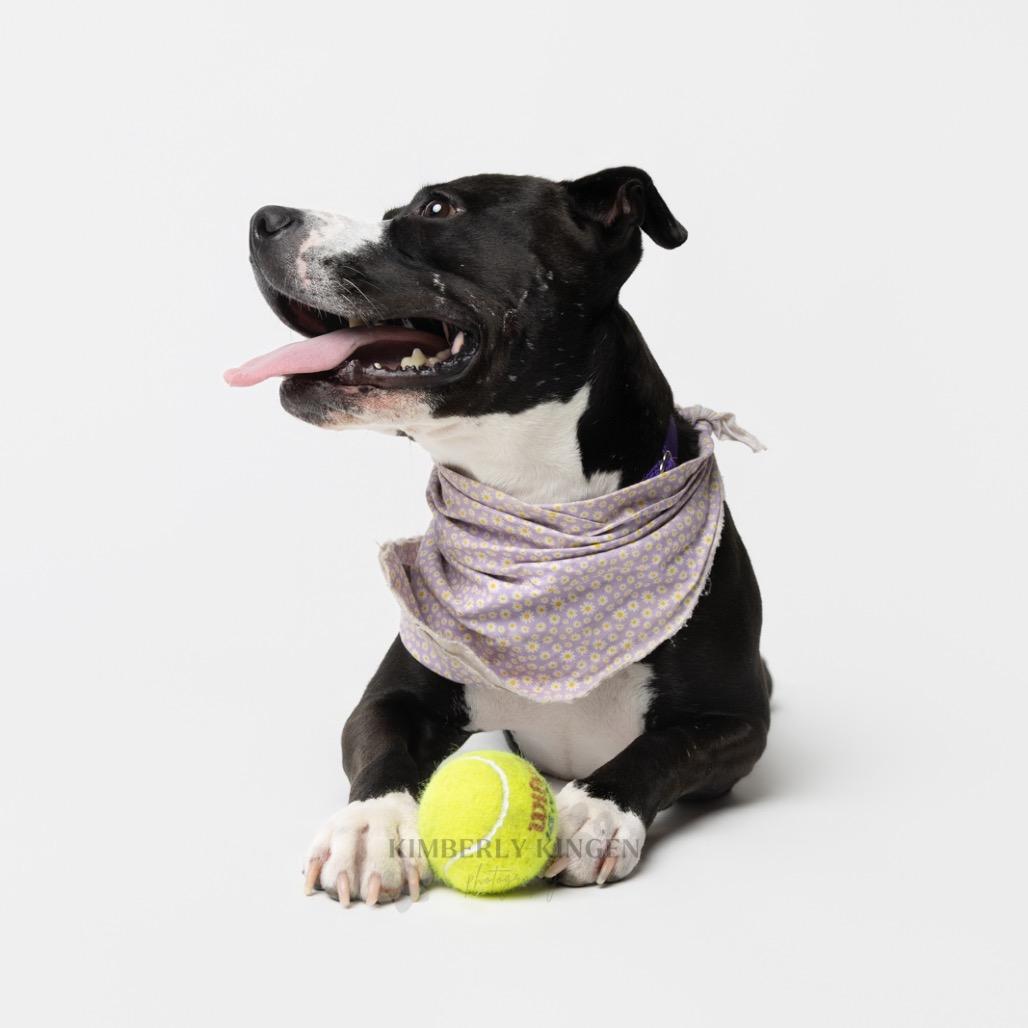Aviva, a Adoptable mixed breed in Chicago, IL image 2/6