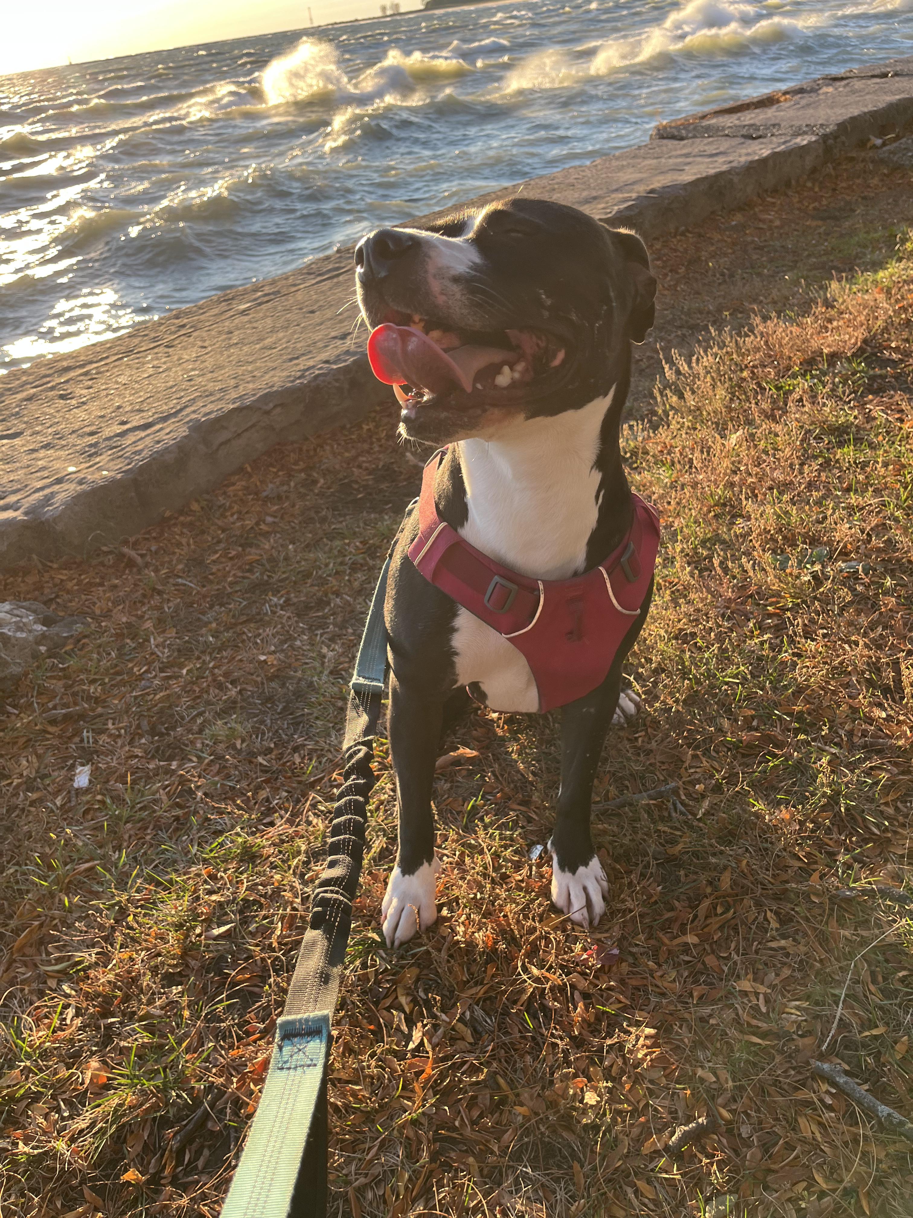 Enlarge Aviva, a Adoptable mixed breed in Chicago, IL image 6/6