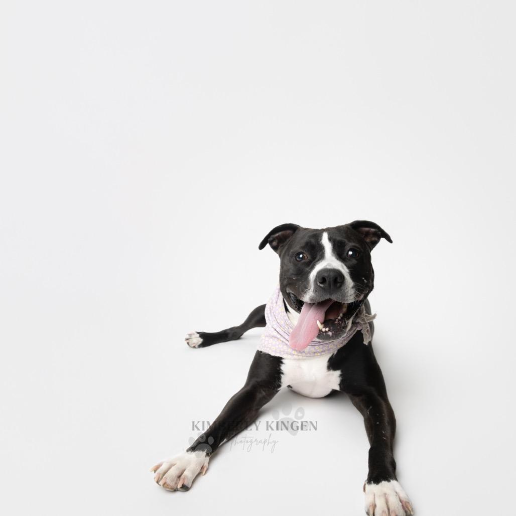 Aviva, Adoptable, Adult Female Pit Bull Terrier.