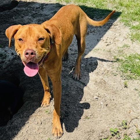 Gracie, Adoptable, Adult Female Mixed Breed.