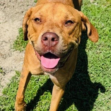 Gracie, Adoptable, Adult Female Mixed Breed.