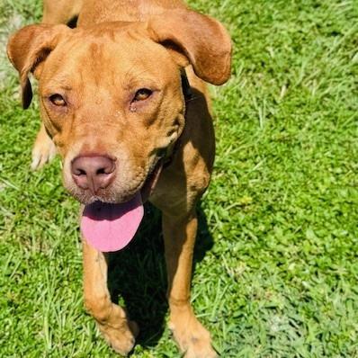 Enlarge Gracie, a Adoptable Mixed Breed in Williston, FL image 2/6