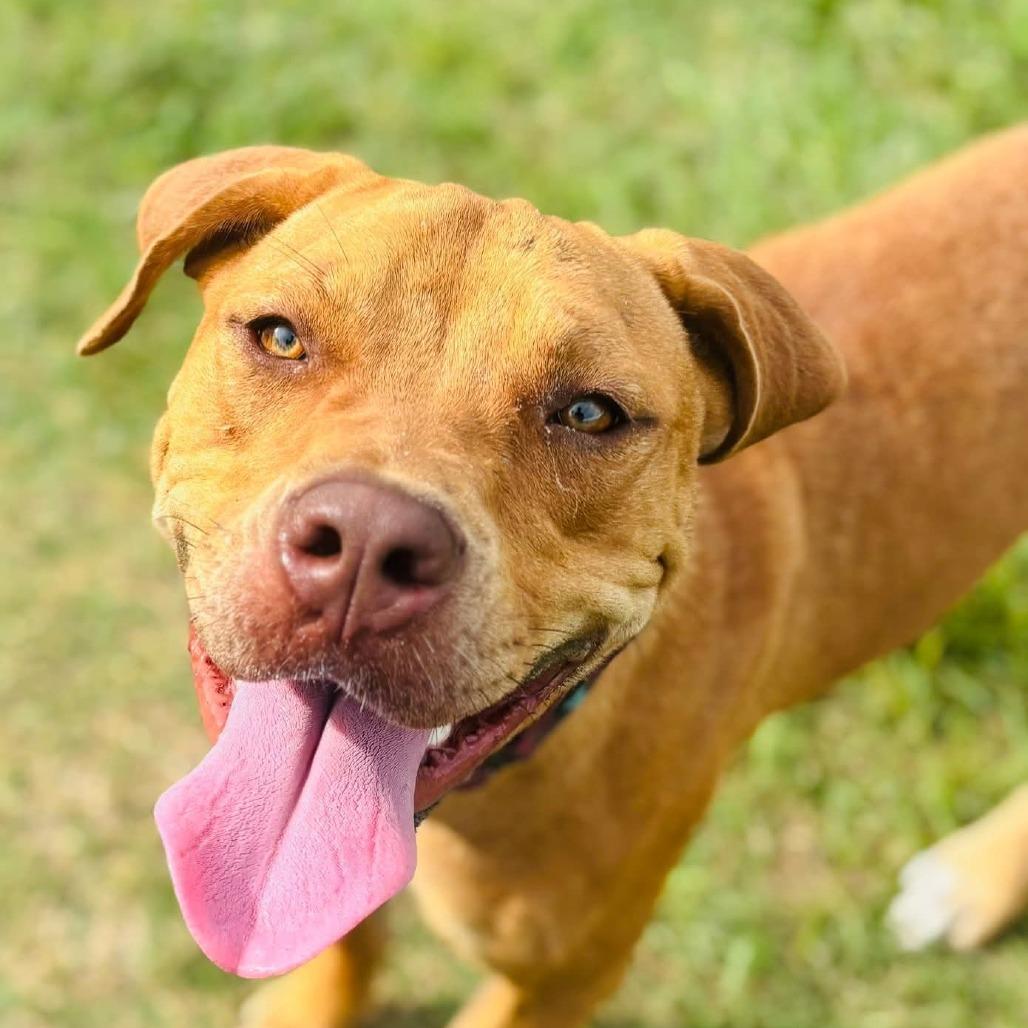 Enlarge Gracie, a Adoptable Mixed Breed in Williston, FL image 3/6