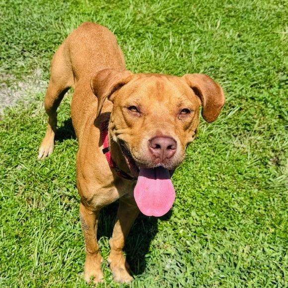 Gracie, a Adoptable Mixed Breed in Williston, FL image 4/6