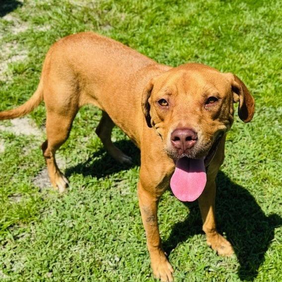 Enlarge Gracie, a Adoptable Mixed Breed in Williston, FL image 6/6