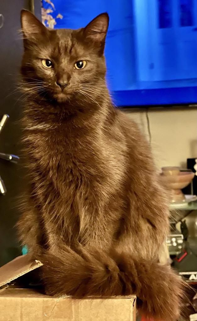 Kocoa, Adult Female Domestic Medium Hair