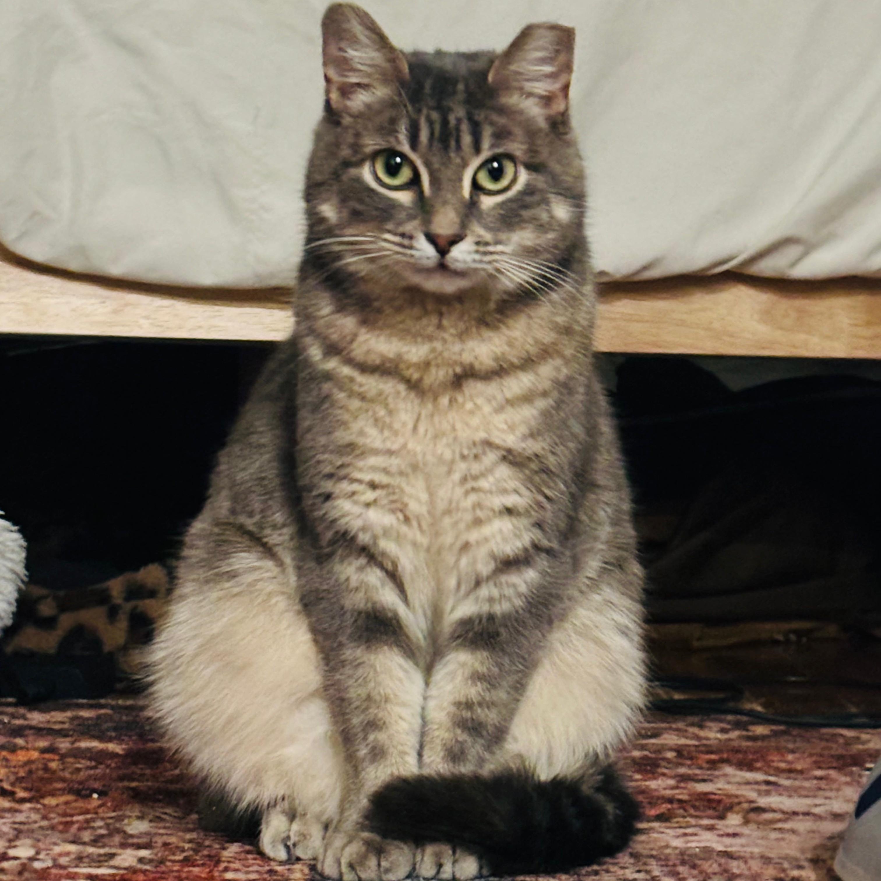 Faith, Adoptable, Young Female American Shorthair.