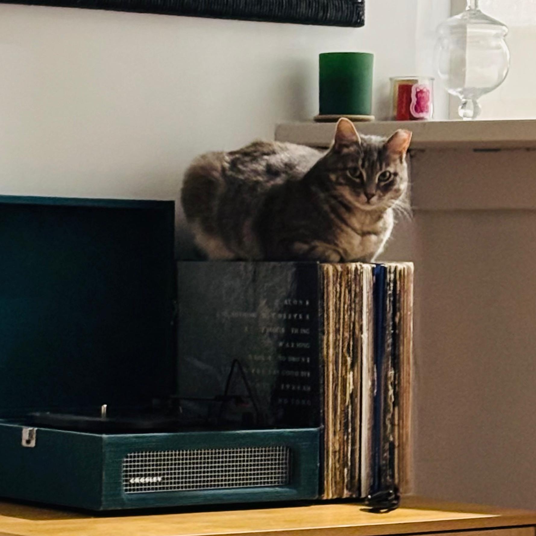 Enlarge Faith, a Adoptable American Shorthair in New York, NY image 2/5