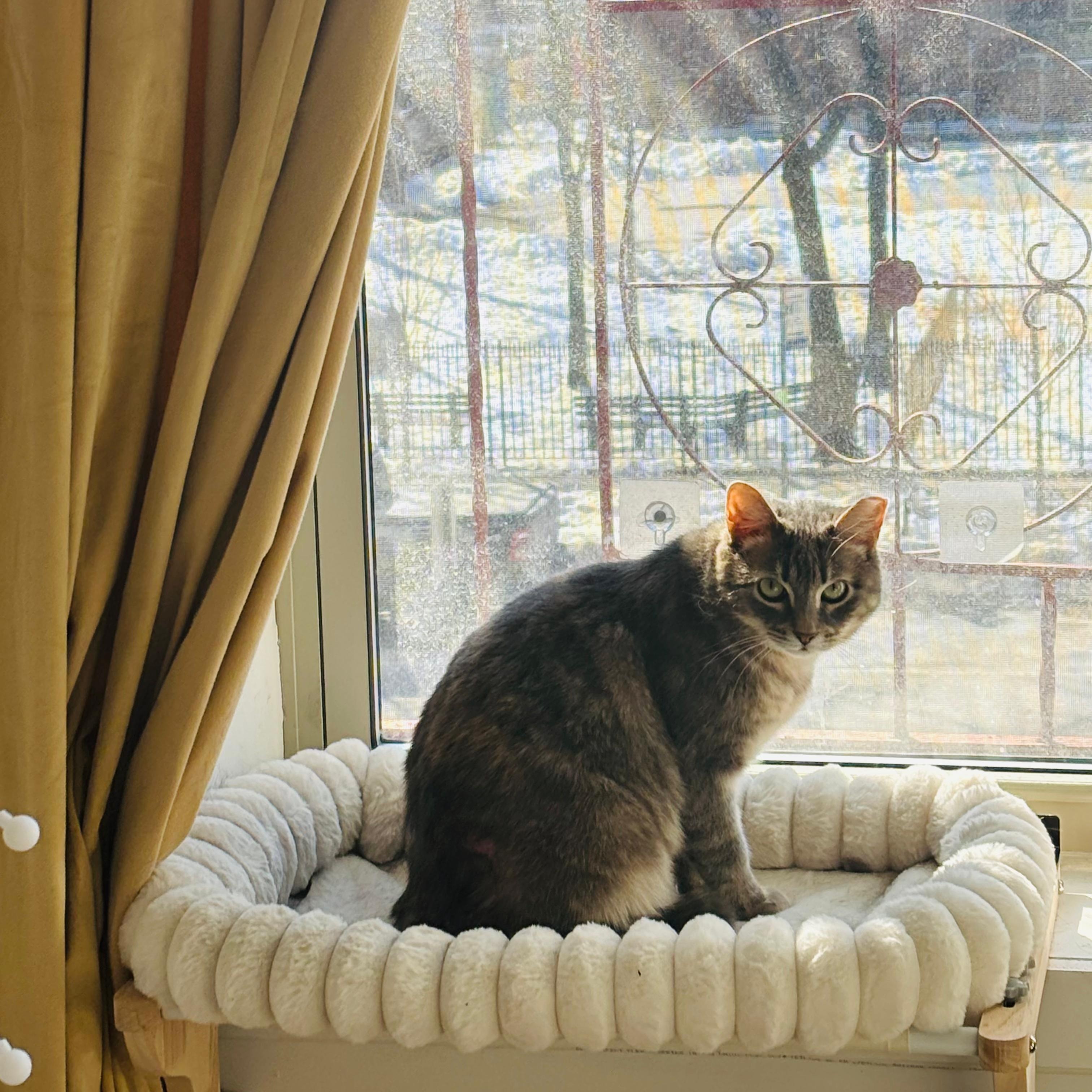 Enlarge Faith, a Adoptable American Shorthair in New York, NY image 3/5