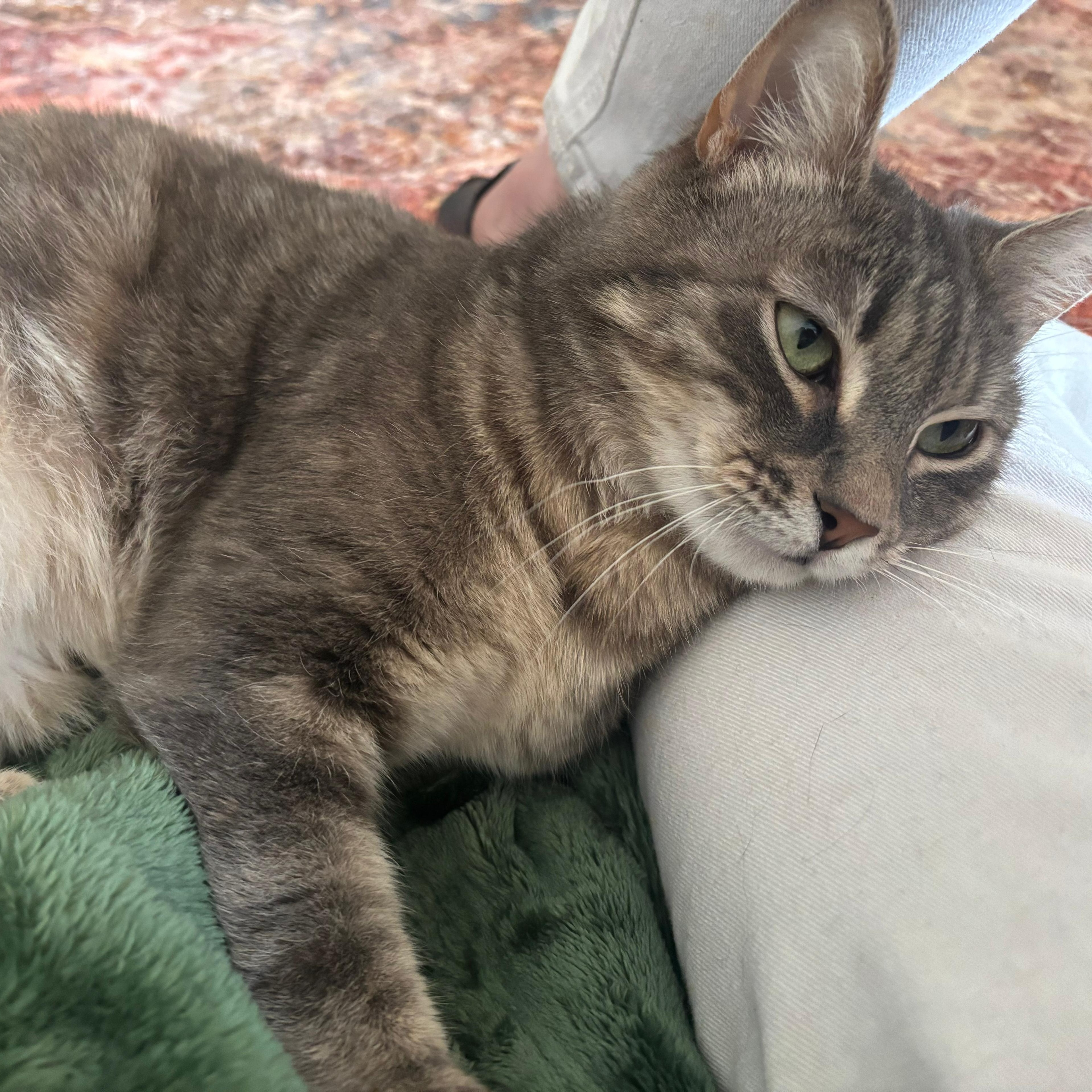 Faith, Adoptable, Young Female American Shorthair.