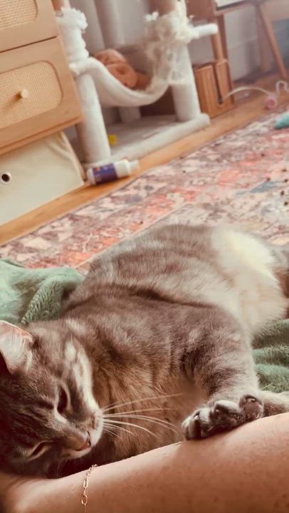 Enlarge Faith, a Adoptable American Shorthair in New York, NY video 5/5