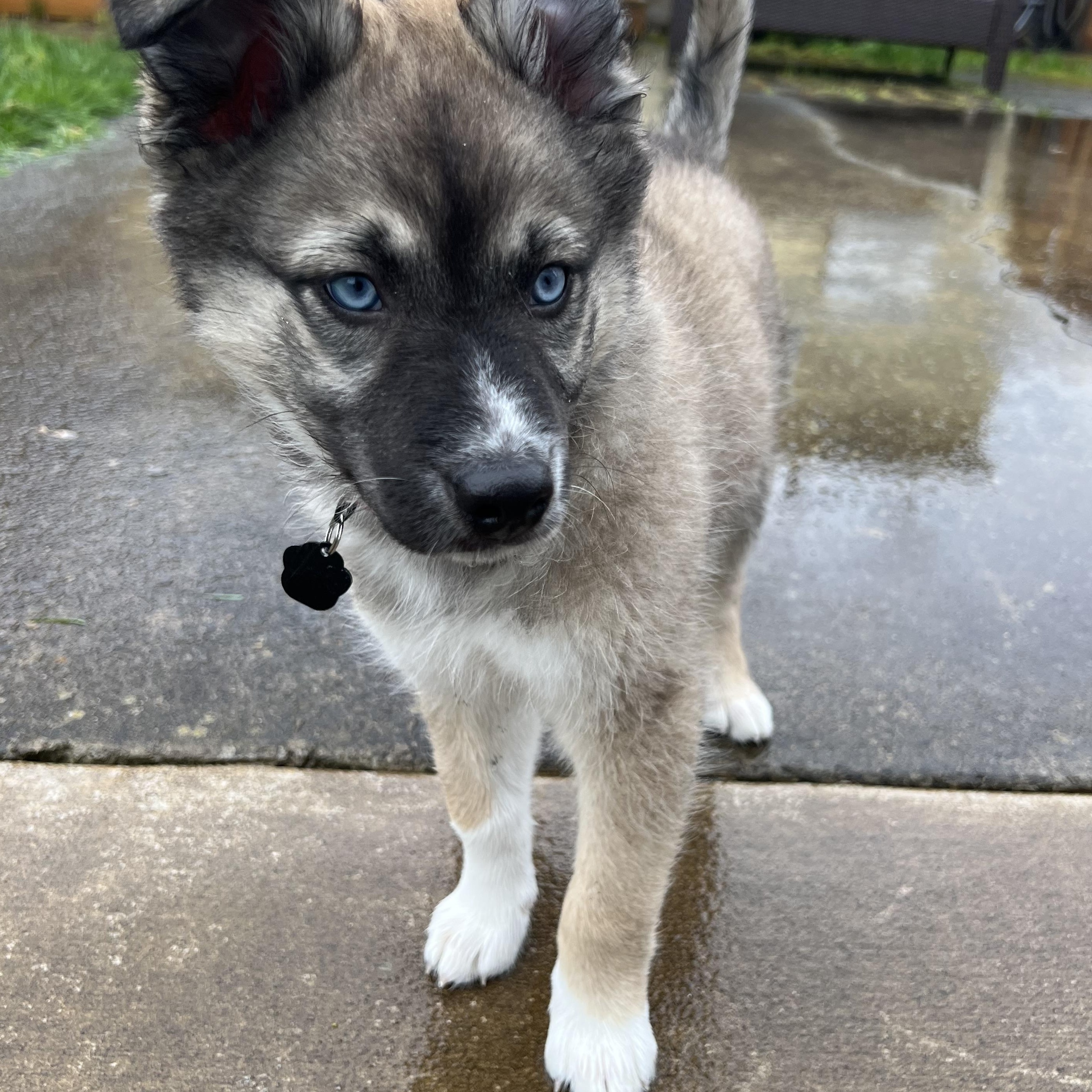 Enlarge Panchi, an adopted mixed breed in Portland, OR image 3/6
