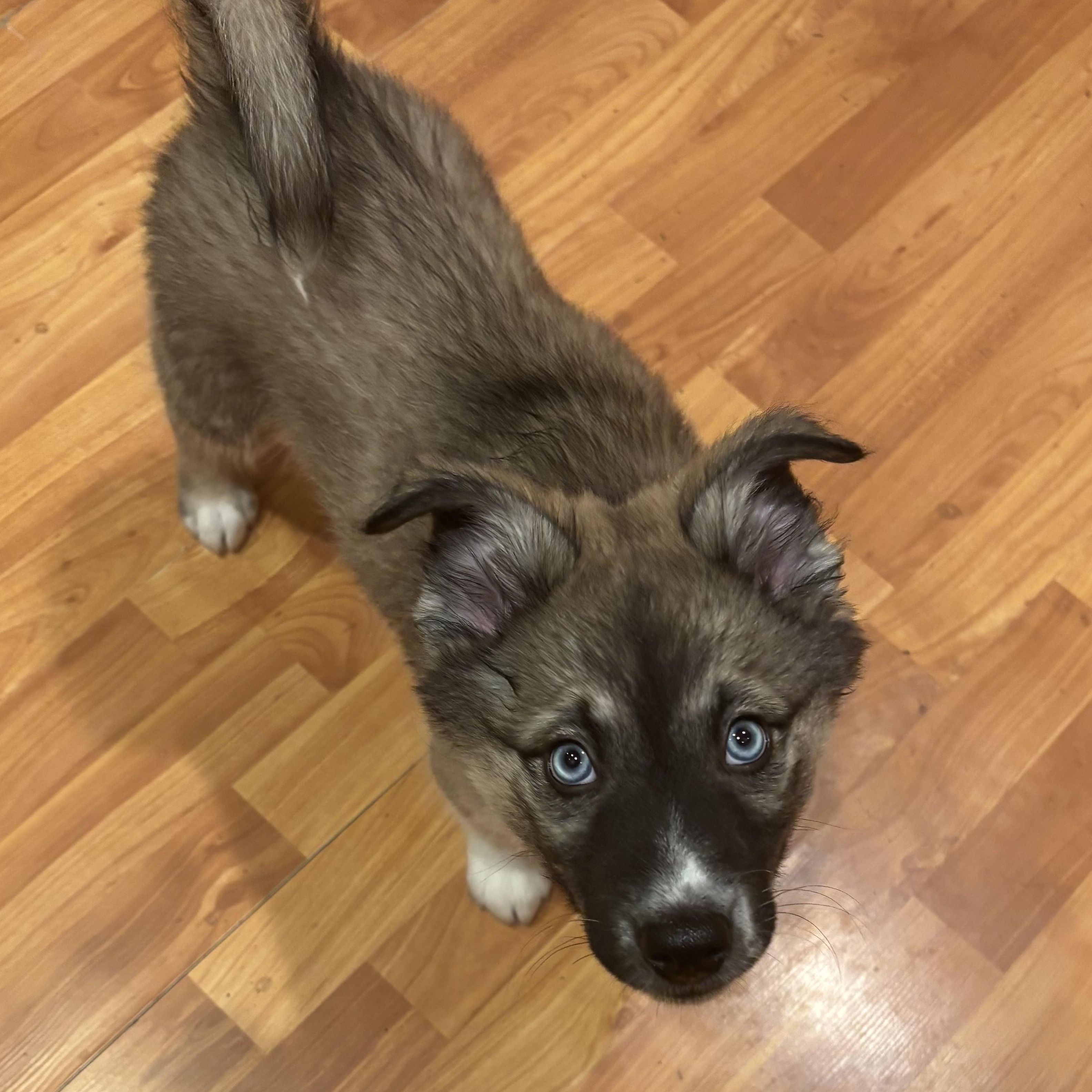 Enlarge Panchi, an adopted mixed breed in Portland, OR image 2/6