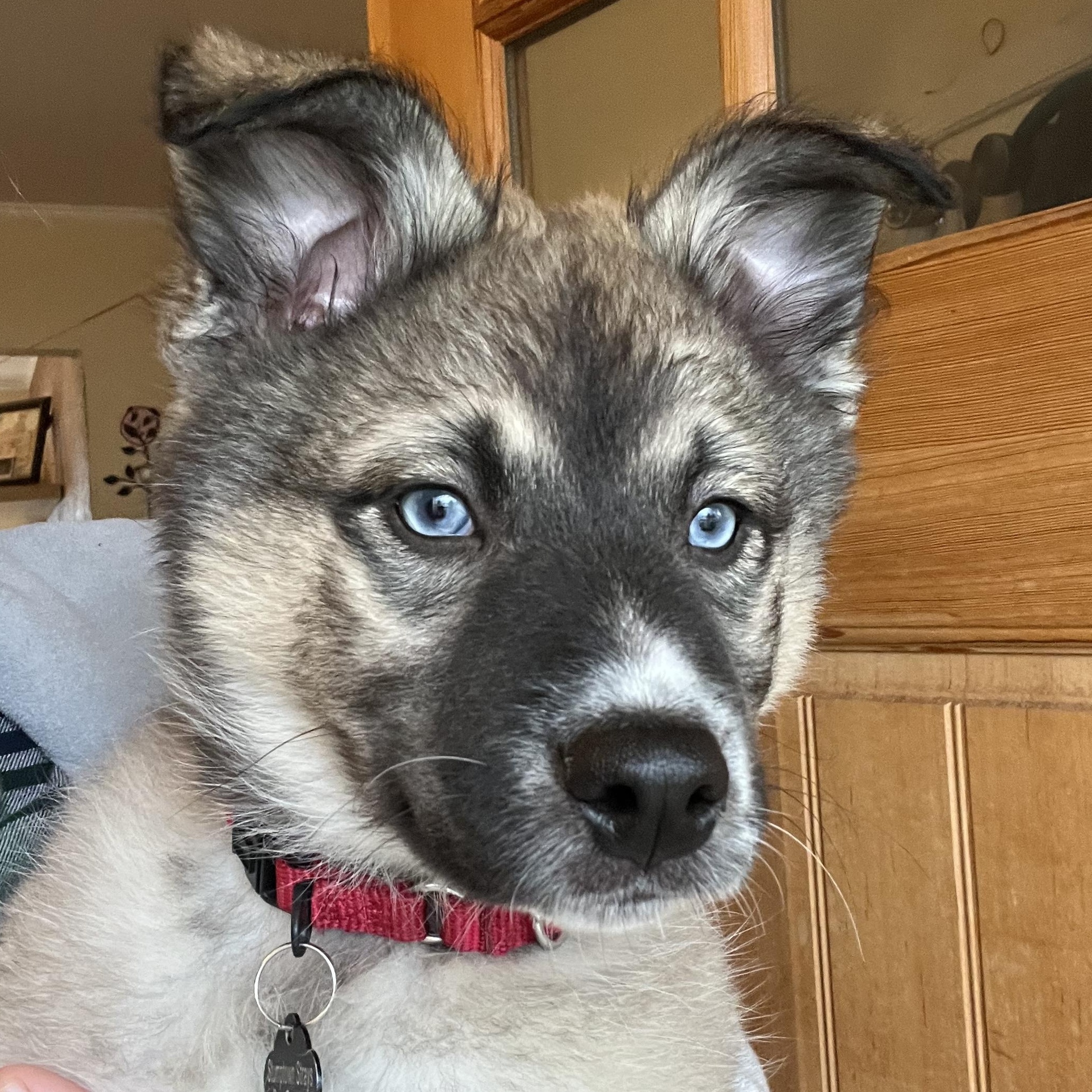 Enlarge Panchi, an adopted mixed breed in Portland, OR image 4/6