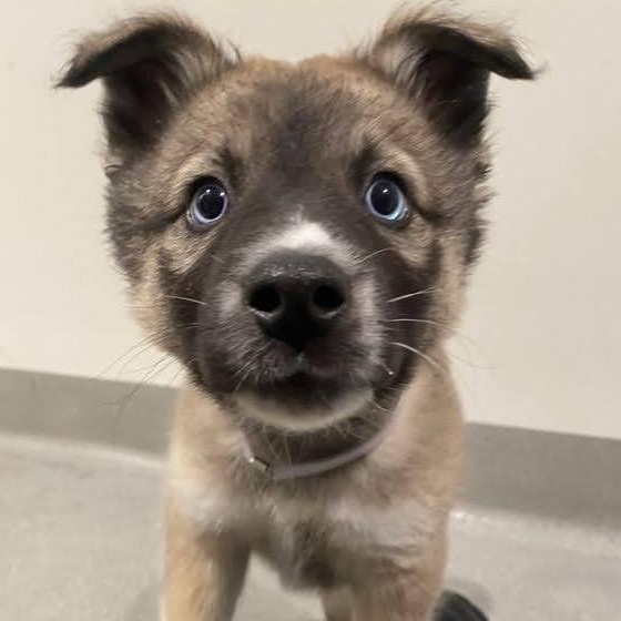 Enlarge Panchi, an adopted mixed breed in Portland, OR image 1/6