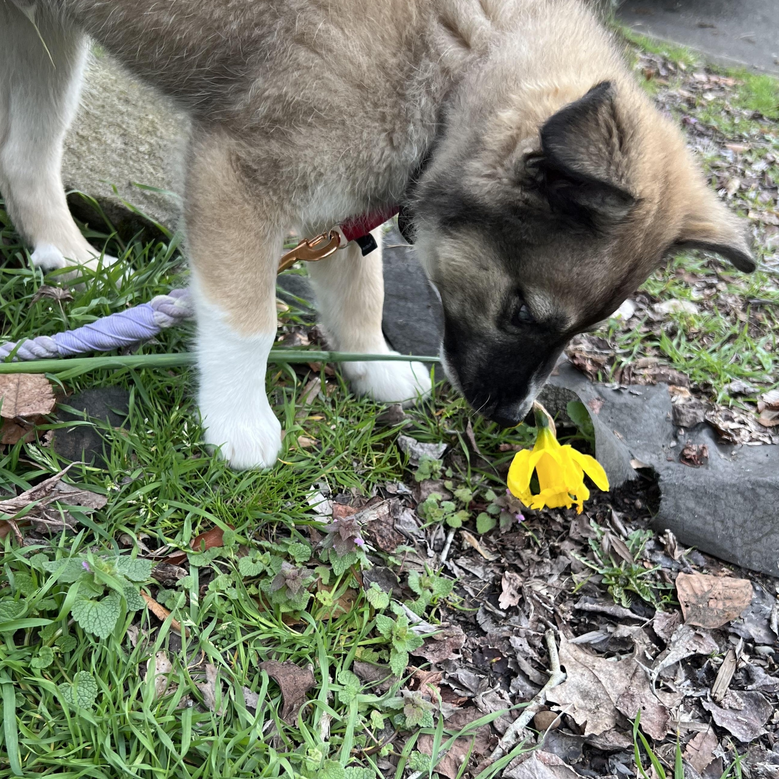Enlarge Panchi, an adopted mixed breed in Portland, OR image 6/6