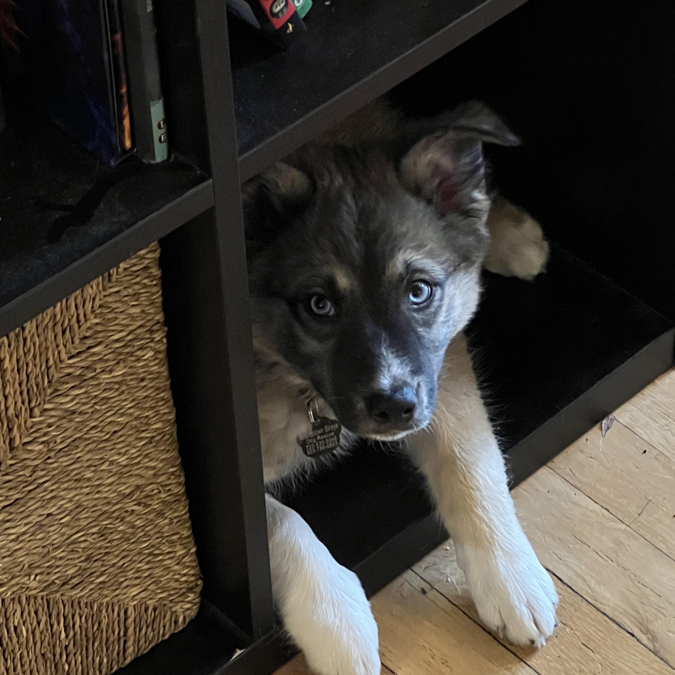 Enlarge Panchi, an adopted mixed breed in Portland, OR image 5/6