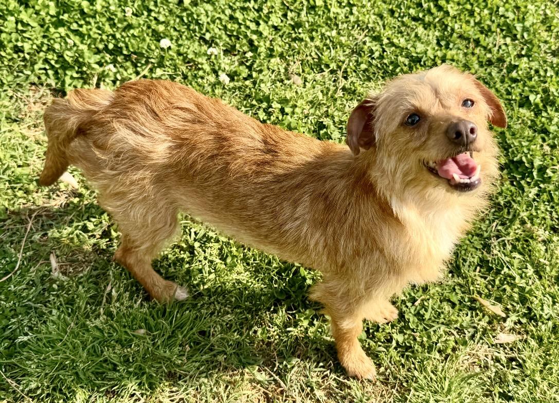 Enlarge Summer, a ADOPTABLE mixed breed in Maiden, NC image 6/6