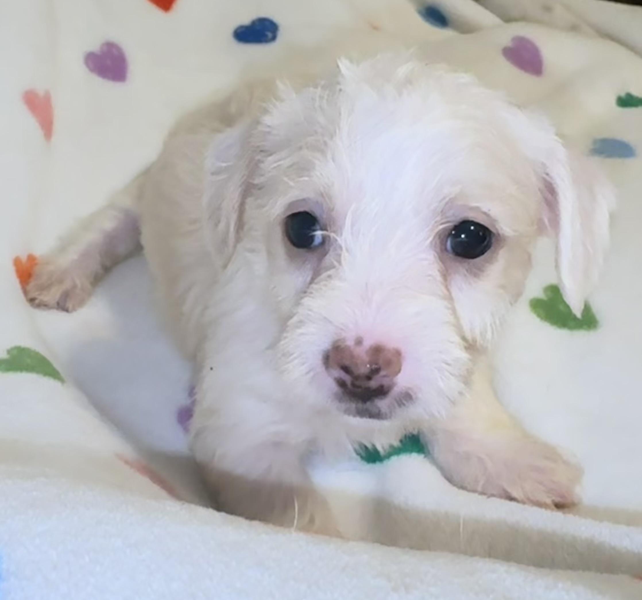 Enlarge Summer, a ADOPTABLE mixed breed in Maiden, NC image 2/6
