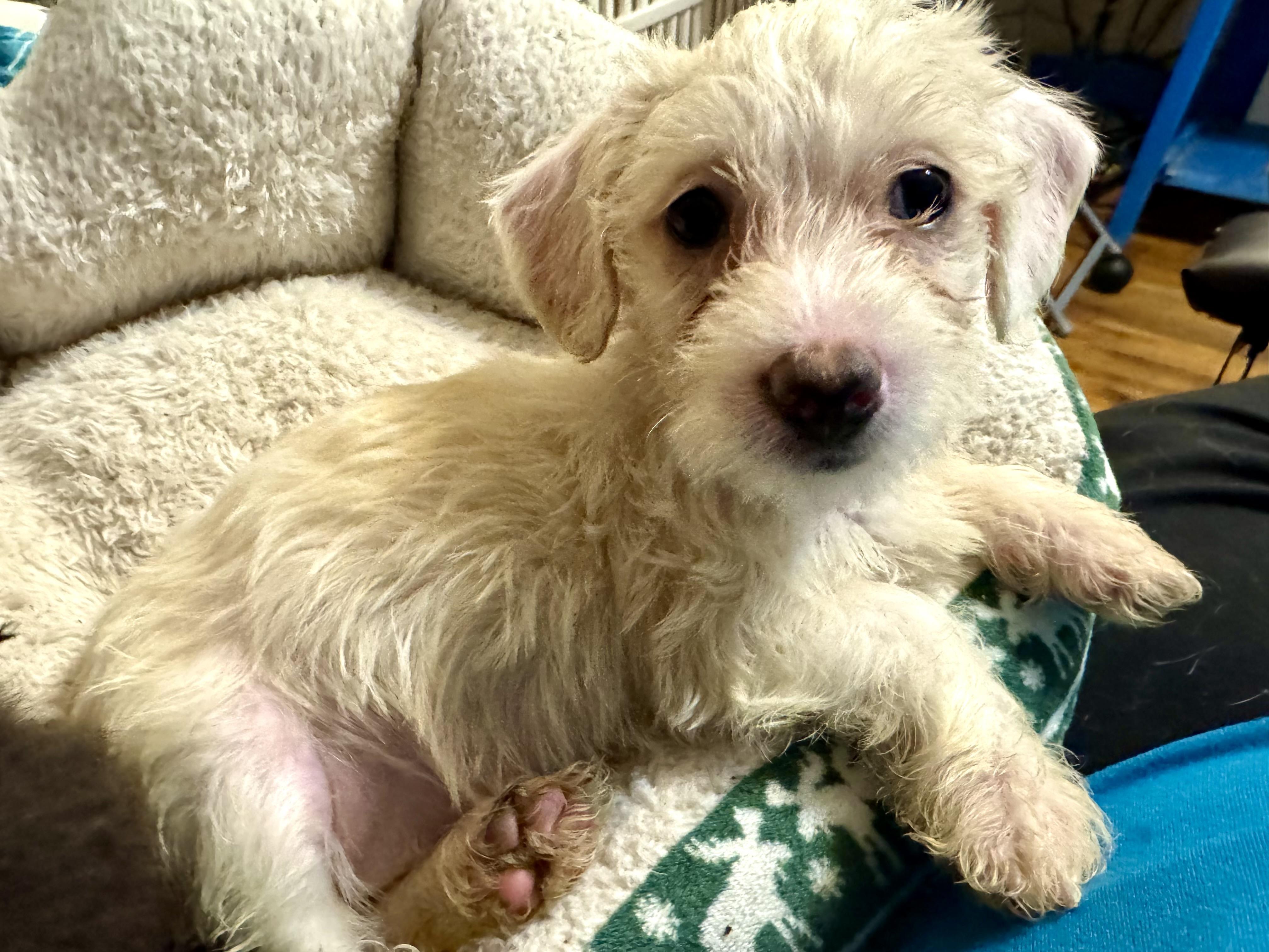Enlarge Summer, a ADOPTABLE mixed breed in Maiden, NC image 1/6