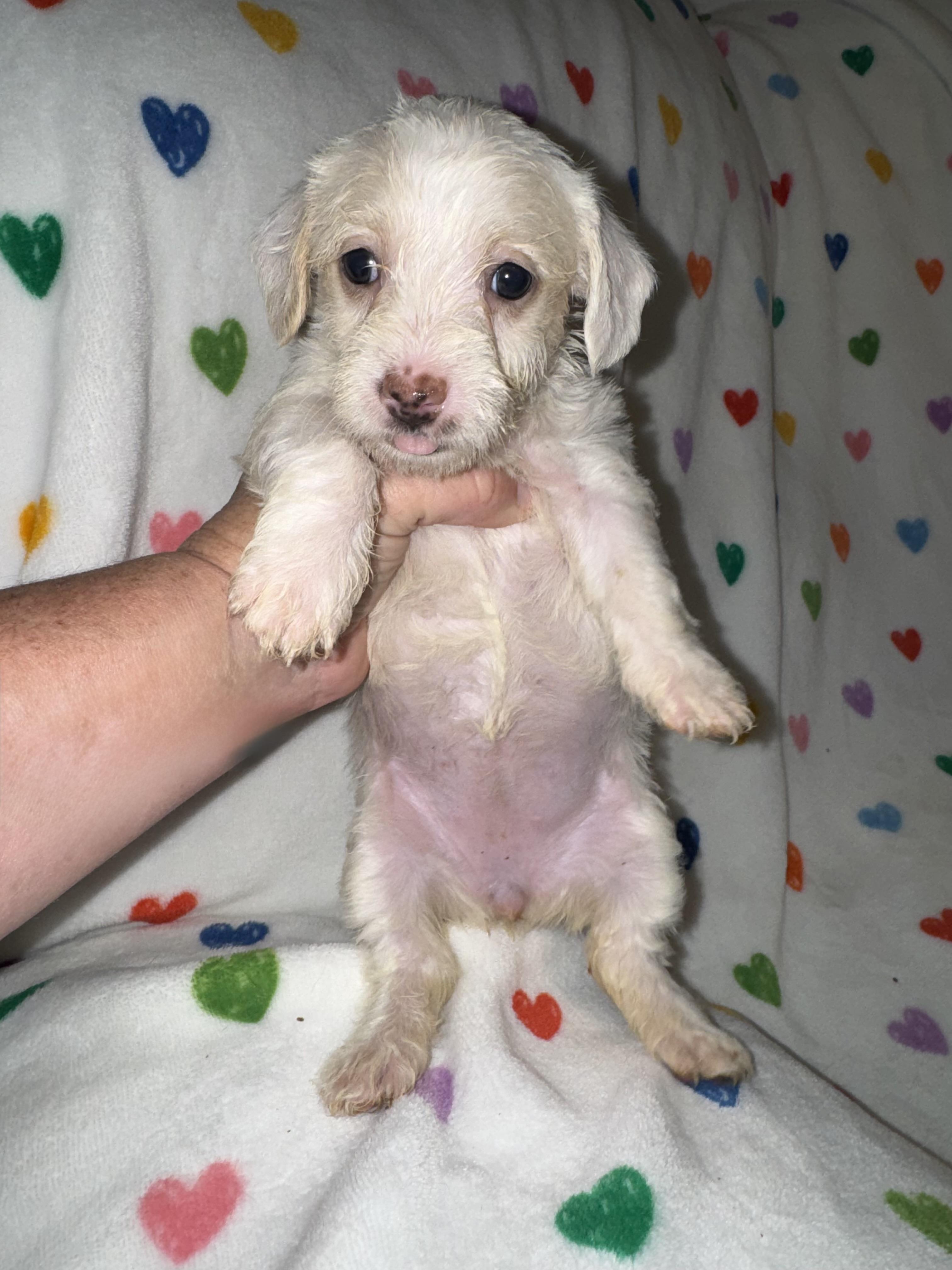 Enlarge Summer, a ADOPTABLE mixed breed in Maiden, NC image 5/6