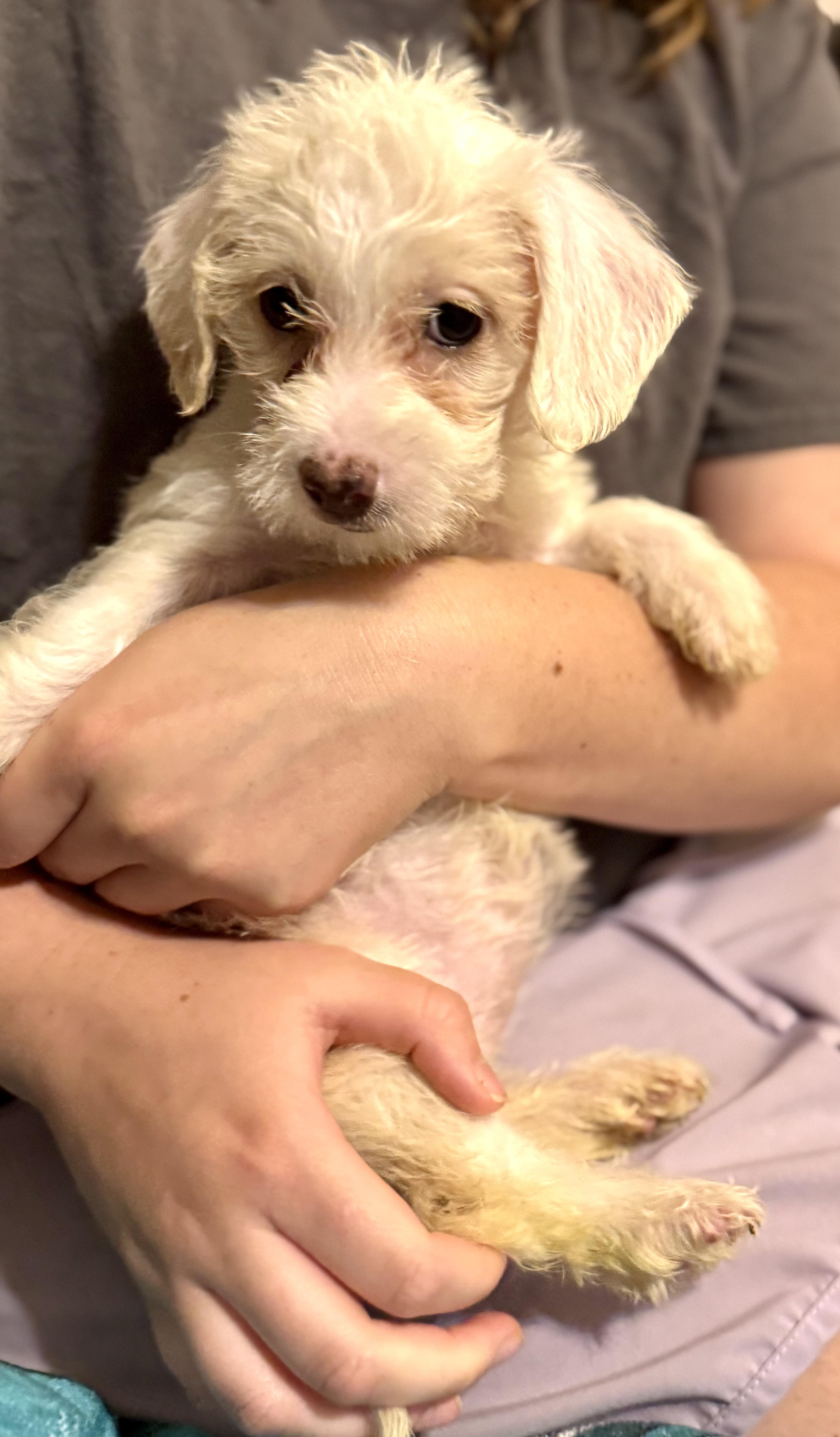 Enlarge Summer, a ADOPTABLE mixed breed in Maiden, NC image 4/6