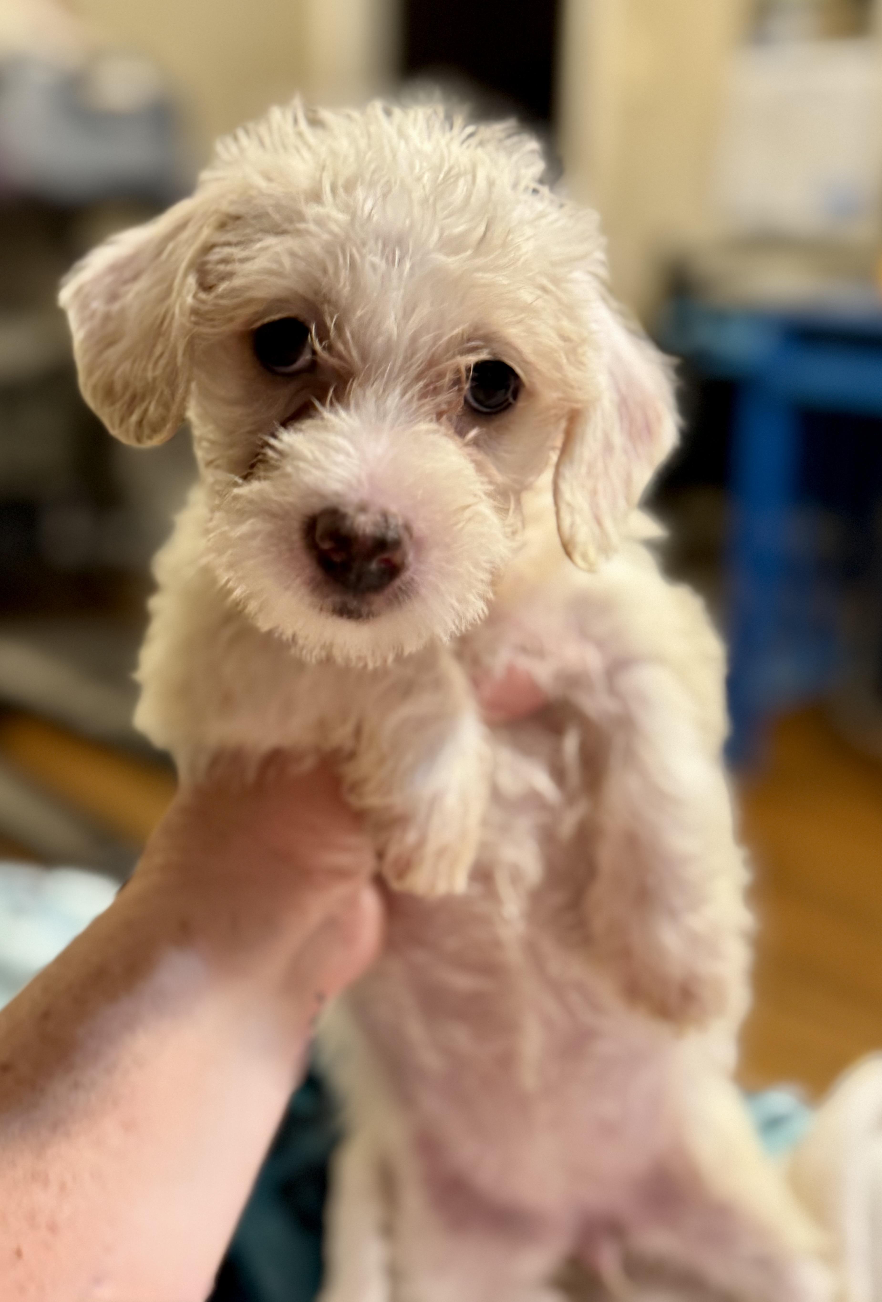 Enlarge Summer, a ADOPTABLE mixed breed in Maiden, NC image 3/6