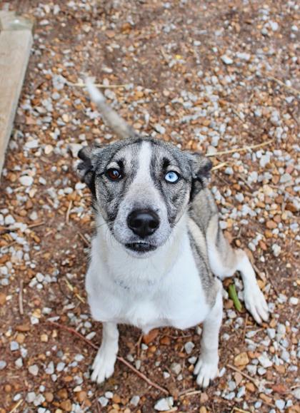 Enlarge Nova, a Adoptable mixed breed in Morton Grove, IL image 1/2
