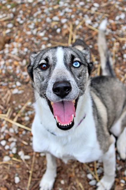 Enlarge Nova, a Adoptable mixed breed in Morton Grove, IL image 2/2