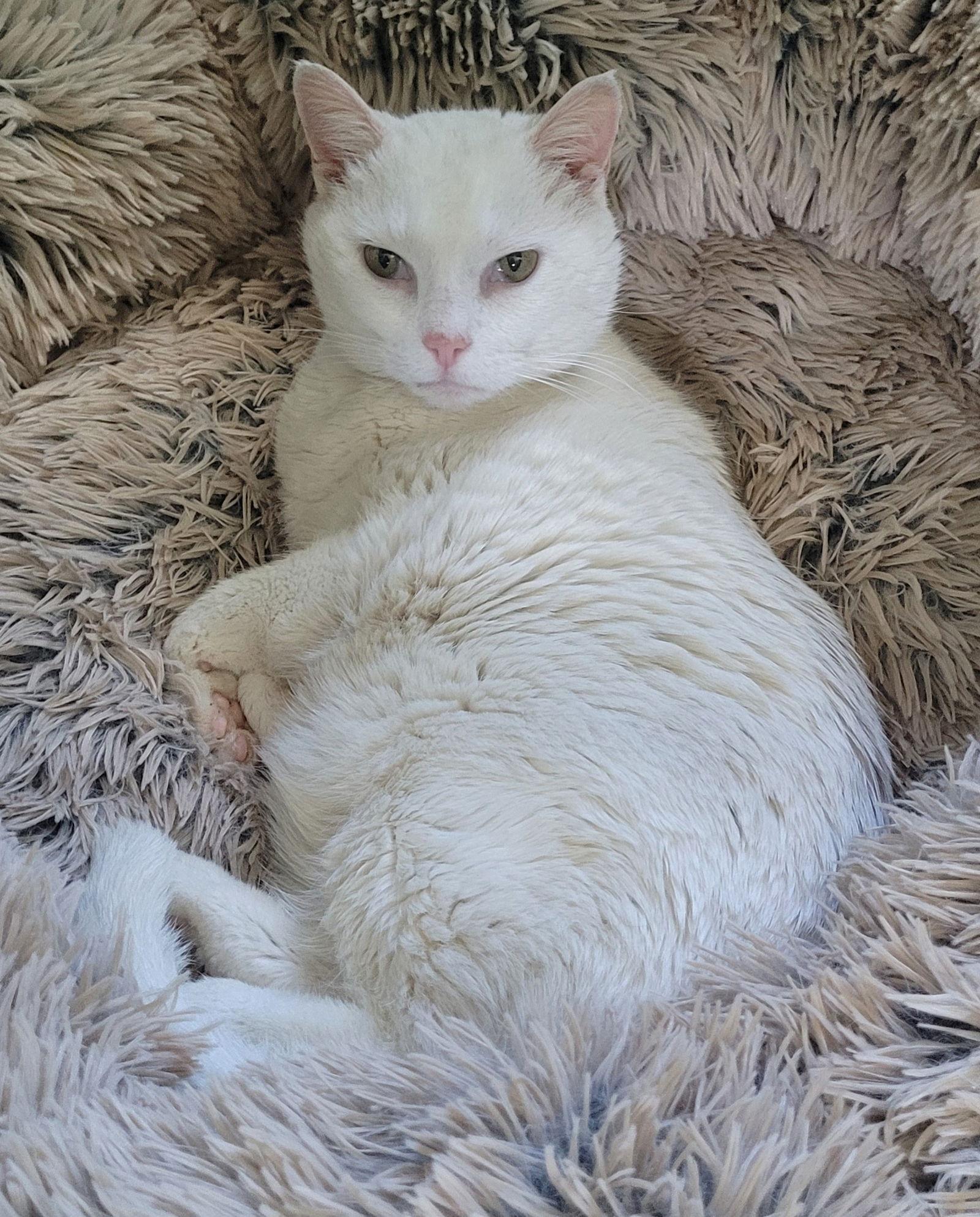 Mako, a Adoptable Domestic Short Hair in Broomall, PA image 1/3