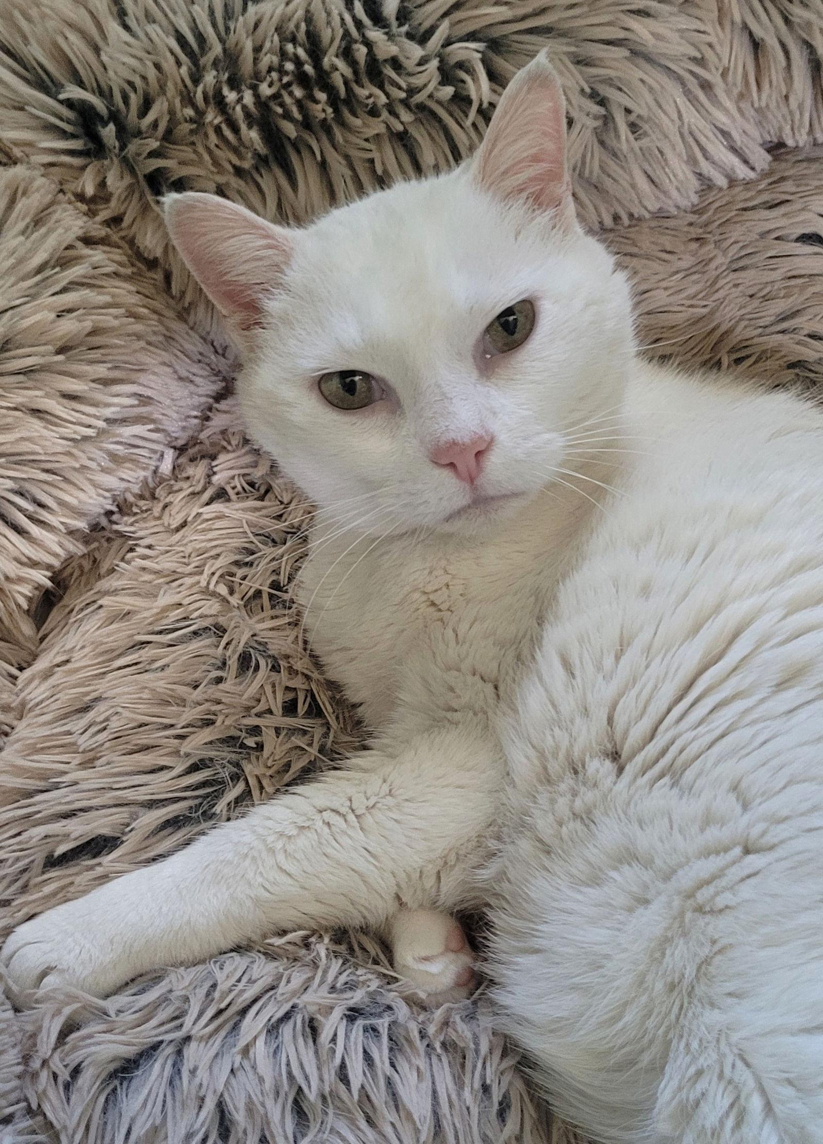 Mako, a Adoptable Domestic Short Hair in Broomall, PA image 2/3