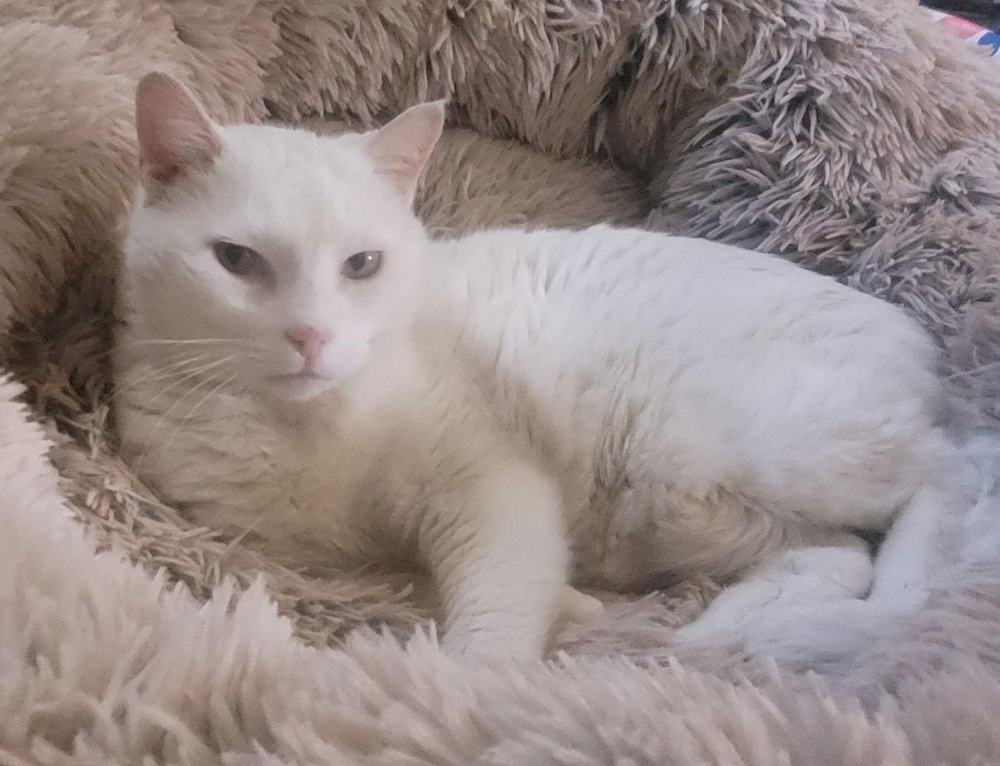 Mako, a Adoptable Domestic Short Hair in Broomall, PA image 3/3