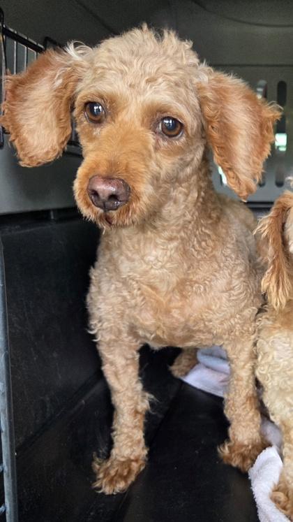 Emily, Adoptable, Adult Female Poodle.