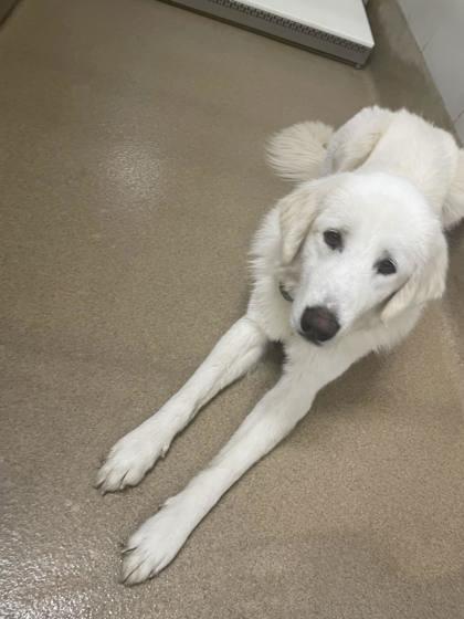 Harper, Adoptable, Adult Female Great Pyrenees & Mixed Breed.
