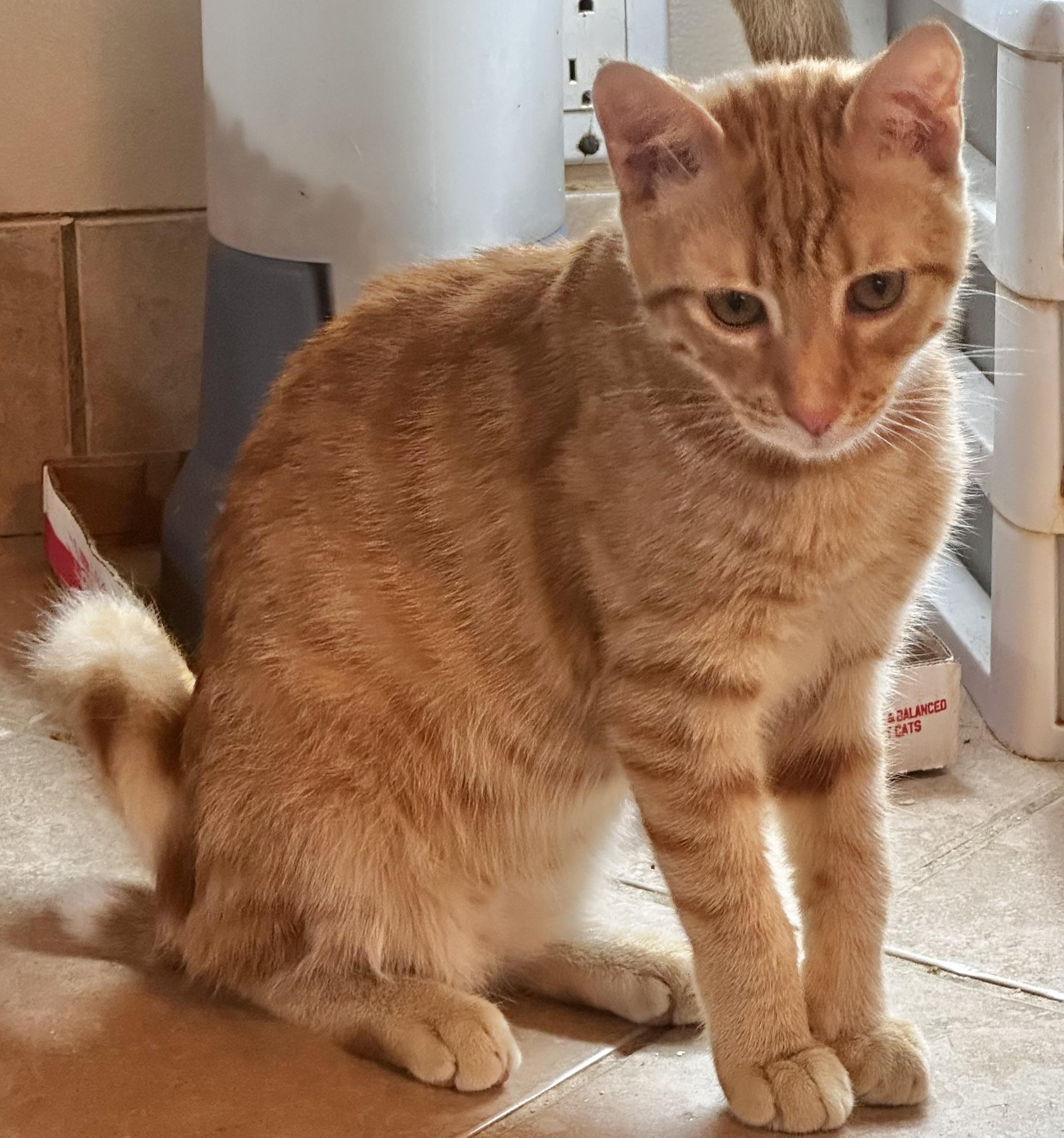 Enlarge Timon, a Adoptable mixed breed in Lake Worth, FL image 2/3