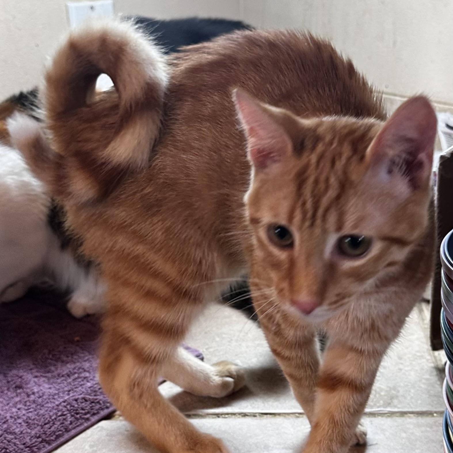 Timon, Adoptable, Young Male Domestic Short Hair.