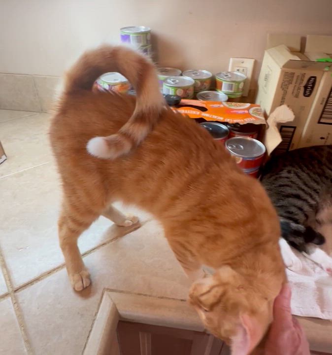 Enlarge Timon, a Adoptable mixed breed in Lake Worth, FL video 3/3