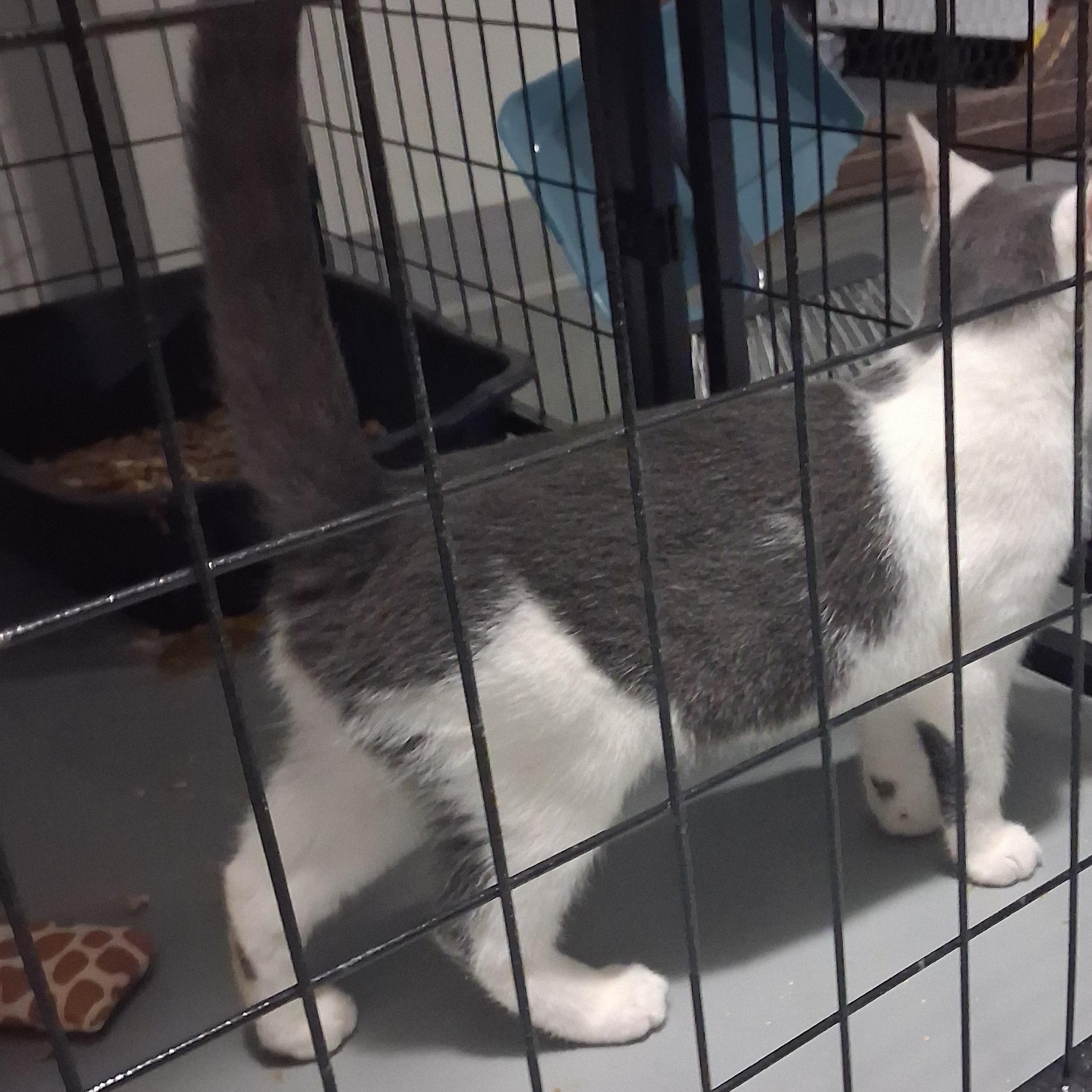 Enlarge Abraham, a Adoptable Domestic Short Hair in Iowa Falls, IA image 2/4