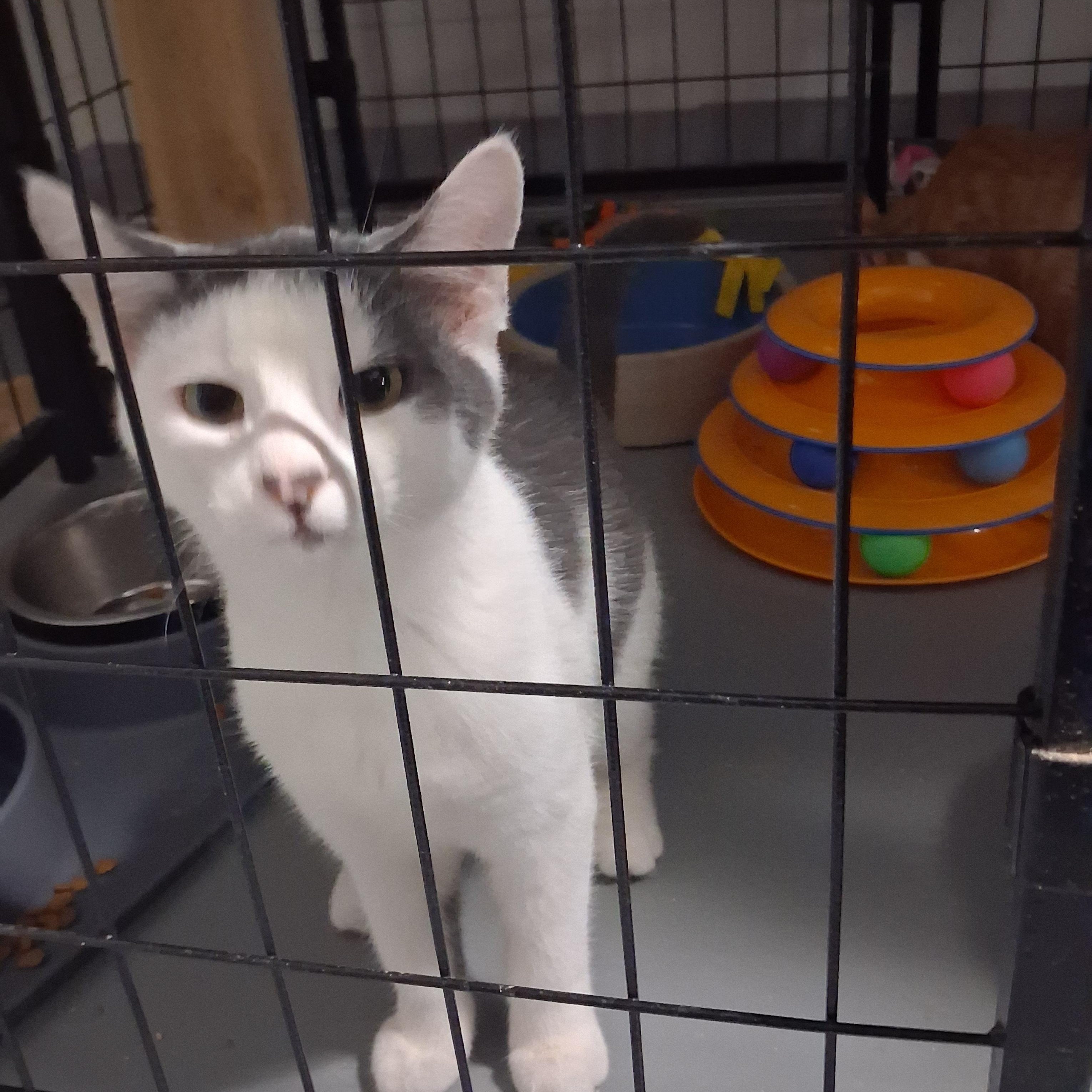 Enlarge Abraham, a Adoptable Domestic Short Hair in Iowa Falls, IA image 3/4