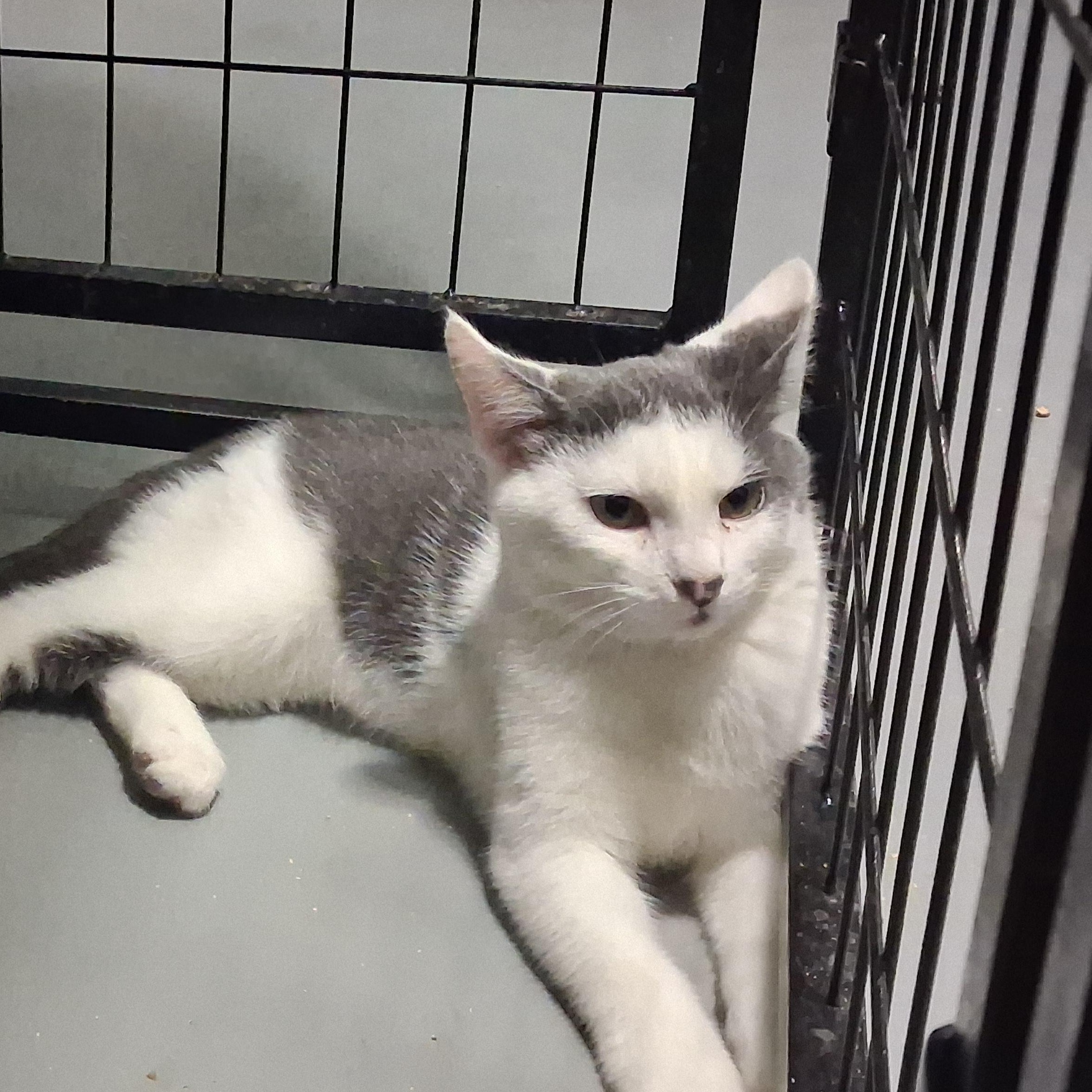 Enlarge Abraham, a Adoptable Domestic Short Hair in Iowa Falls, IA image 1/4
