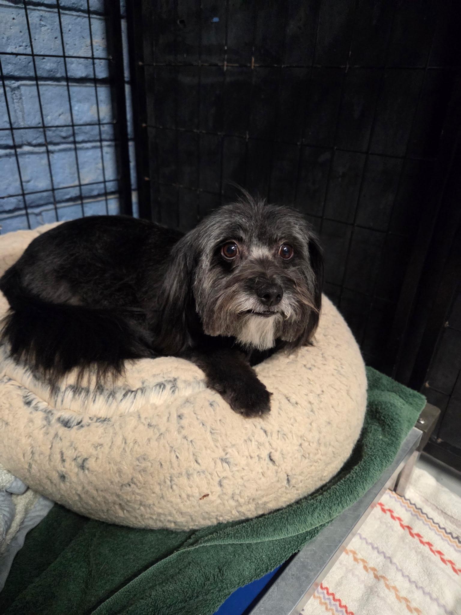 Enlarge Lisa Leslie, a Adopted mixed breed in Phoenix, AZ image 2/3