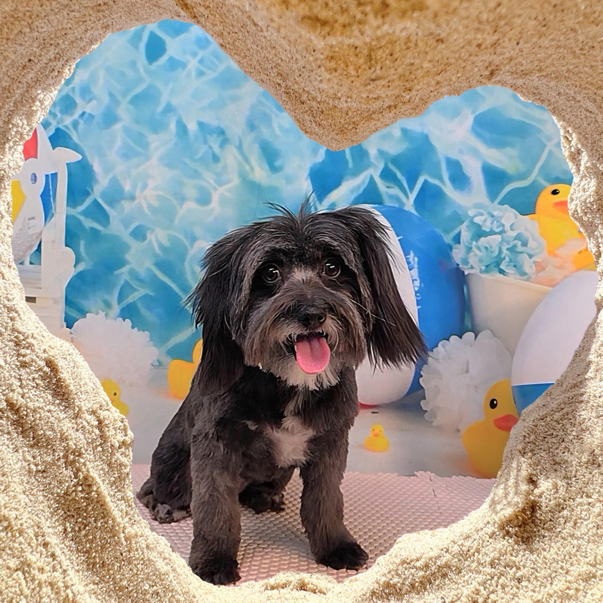 Lisa Leslie, Adopted, Adult Female Maltese.
