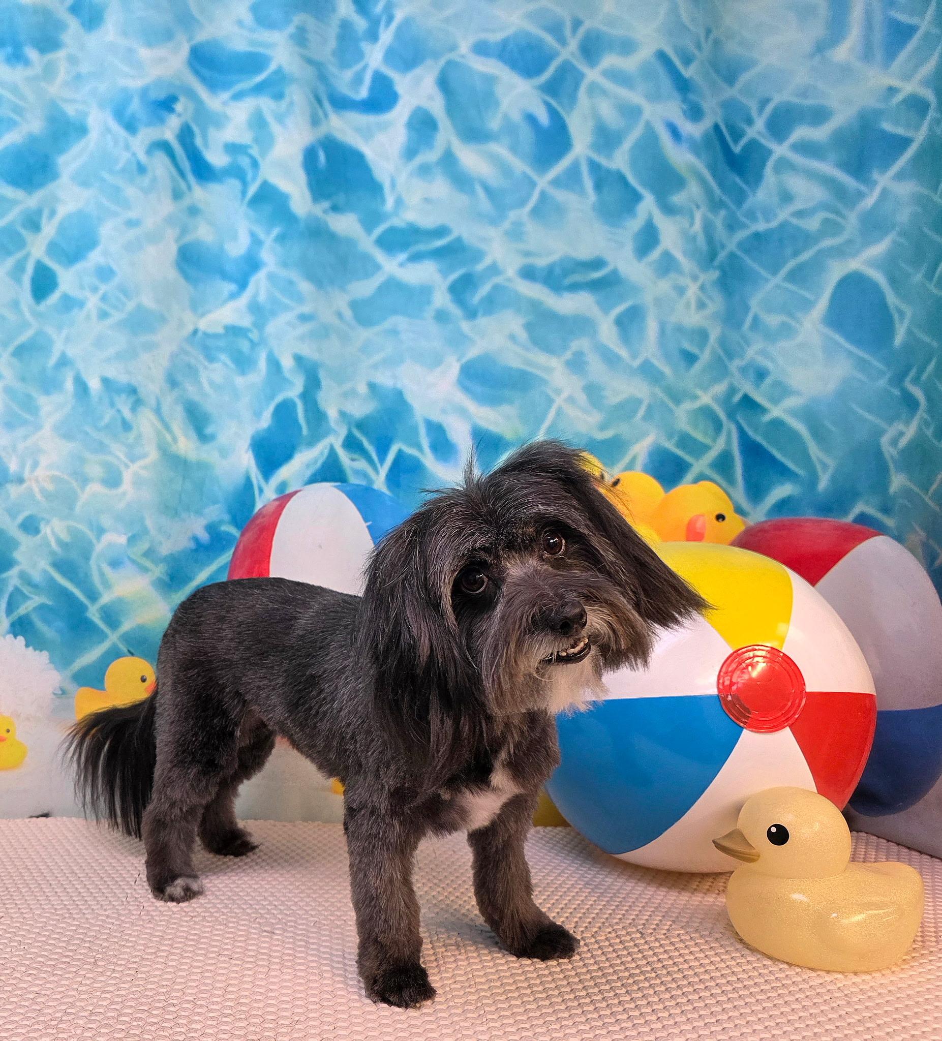 Enlarge Lisa Leslie, a Adopted mixed breed in Phoenix, AZ image 3/3
