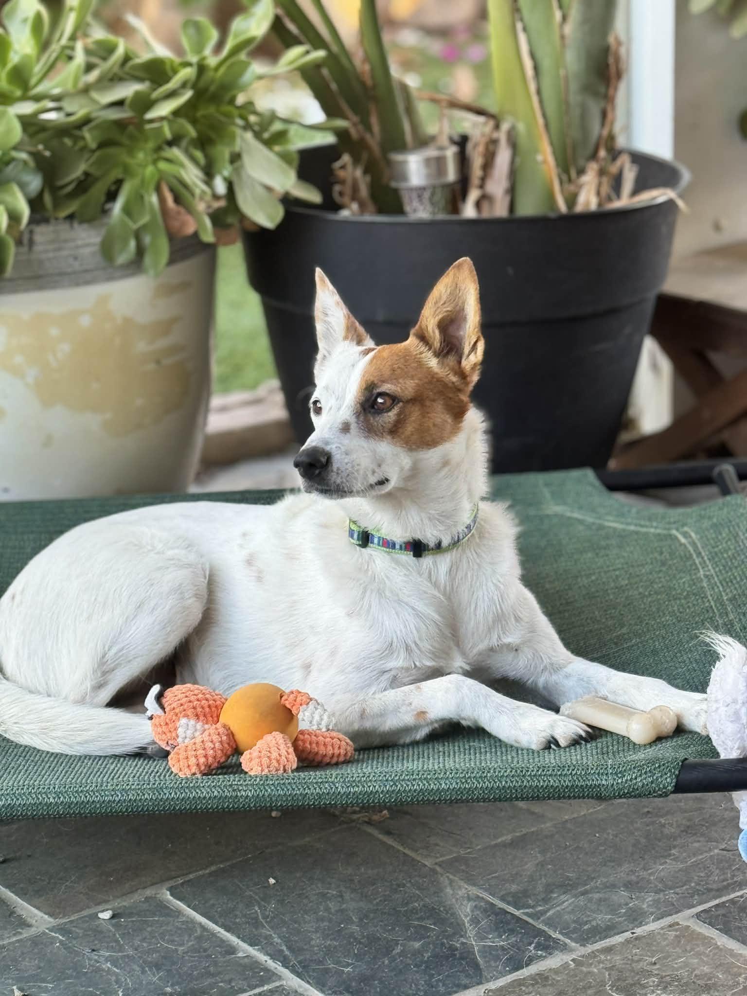 Enlarge Anne Hathaway, a Adopted Australian Cattle Dog / Blue Heeler in La Verne, CA image 1/3