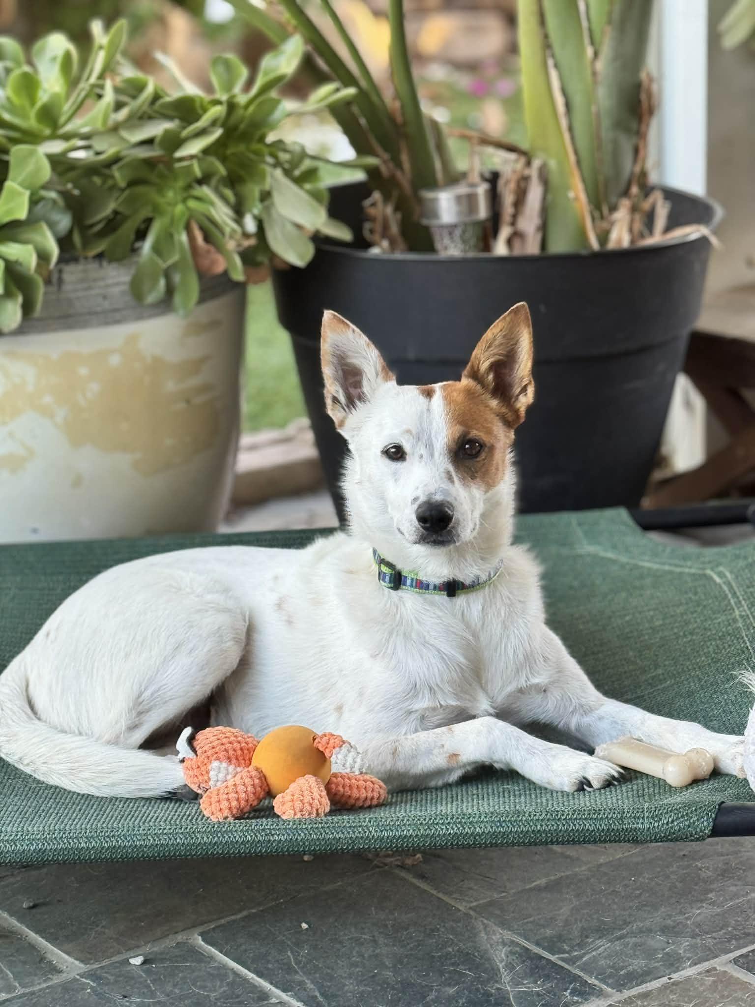 Enlarge Anne Hathaway, a Adopted Australian Cattle Dog / Blue Heeler in La Verne, CA image 2/3
