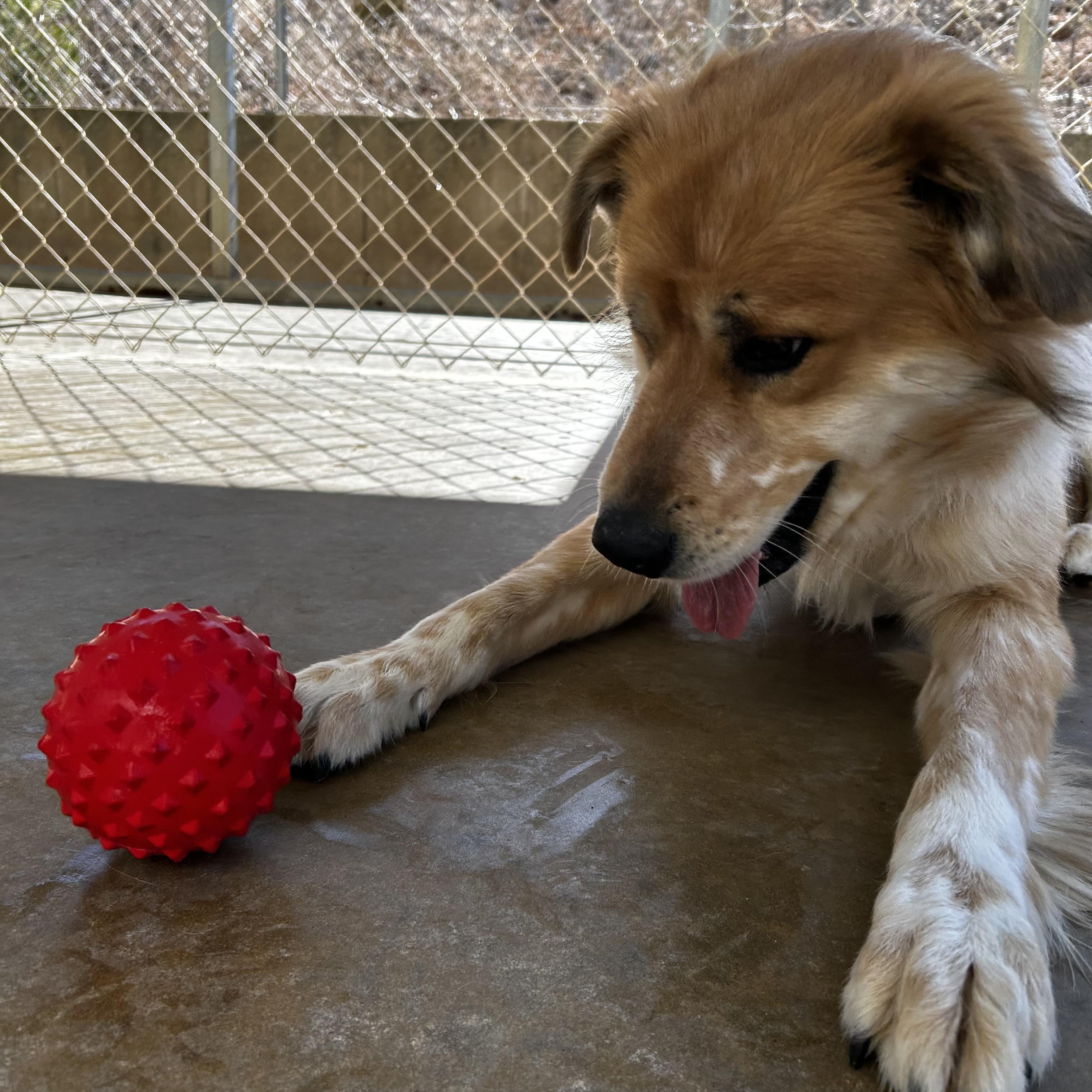Enlarge Chief, a Adoptable mixed breed in Reeds Spring, MO image 4/5
