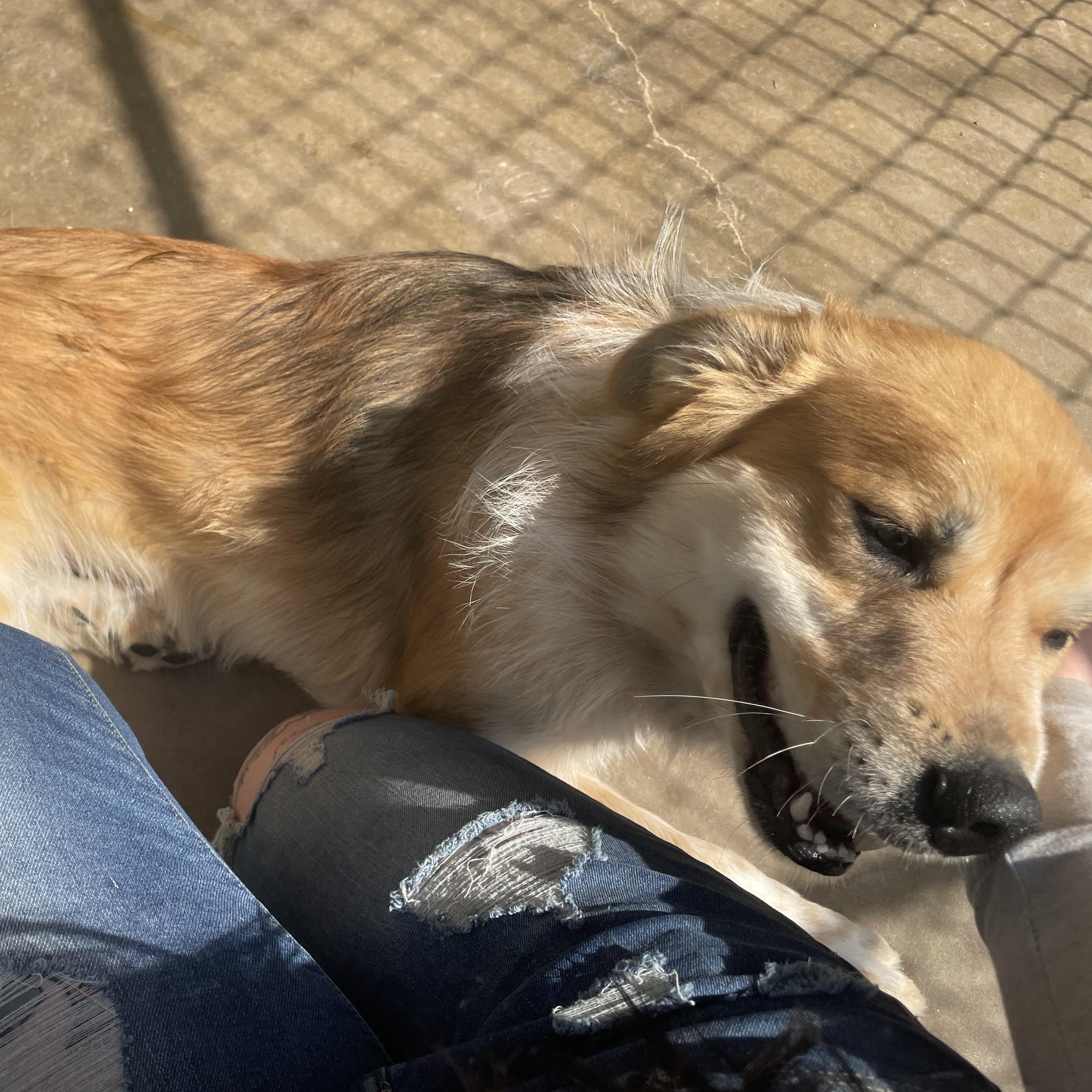 Enlarge Chief, a Adoptable mixed breed in Reeds Spring, MO image 3/5