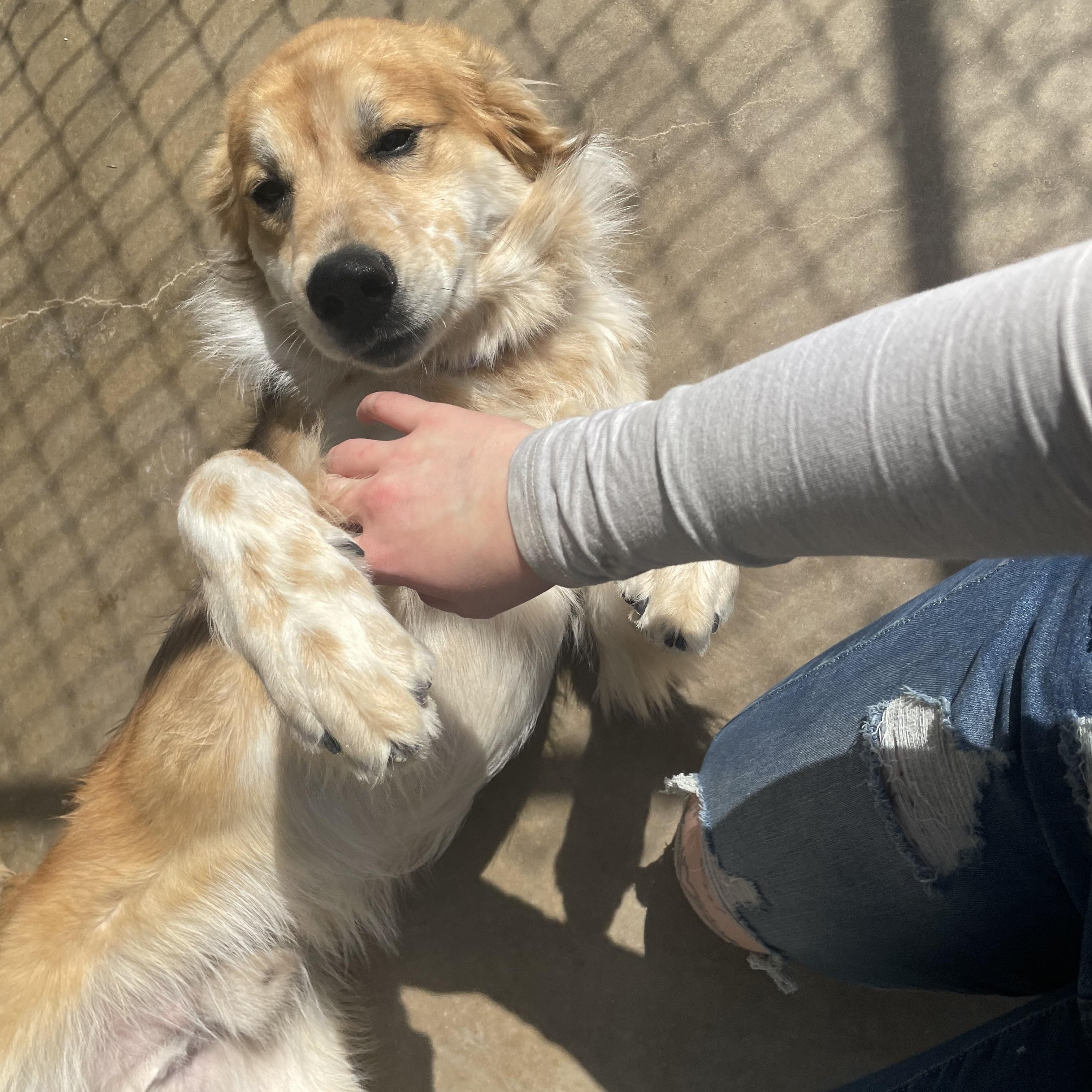 Enlarge Chief, a Adoptable mixed breed in Reeds Spring, MO image 5/5